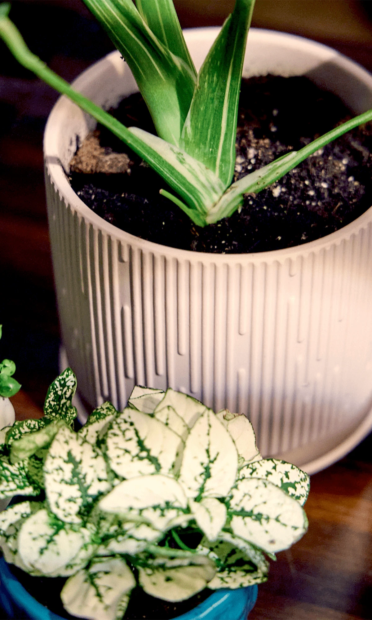 Chive Virago C medium soft pink porcelain pot styled with a plant on a wood table under sunlight.