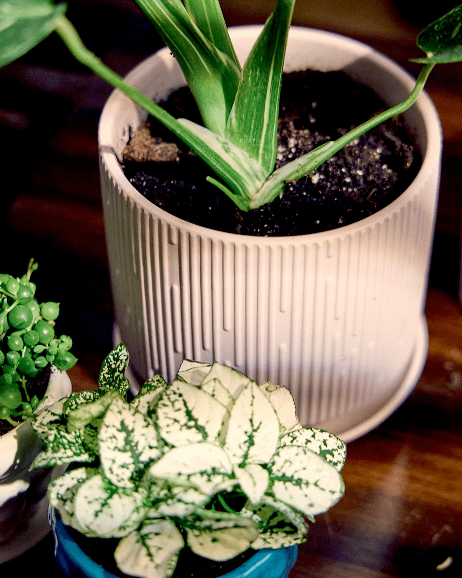 Chive Virago C medium soft pink porcelain pot styled with a plant on a wood table under sunlight.