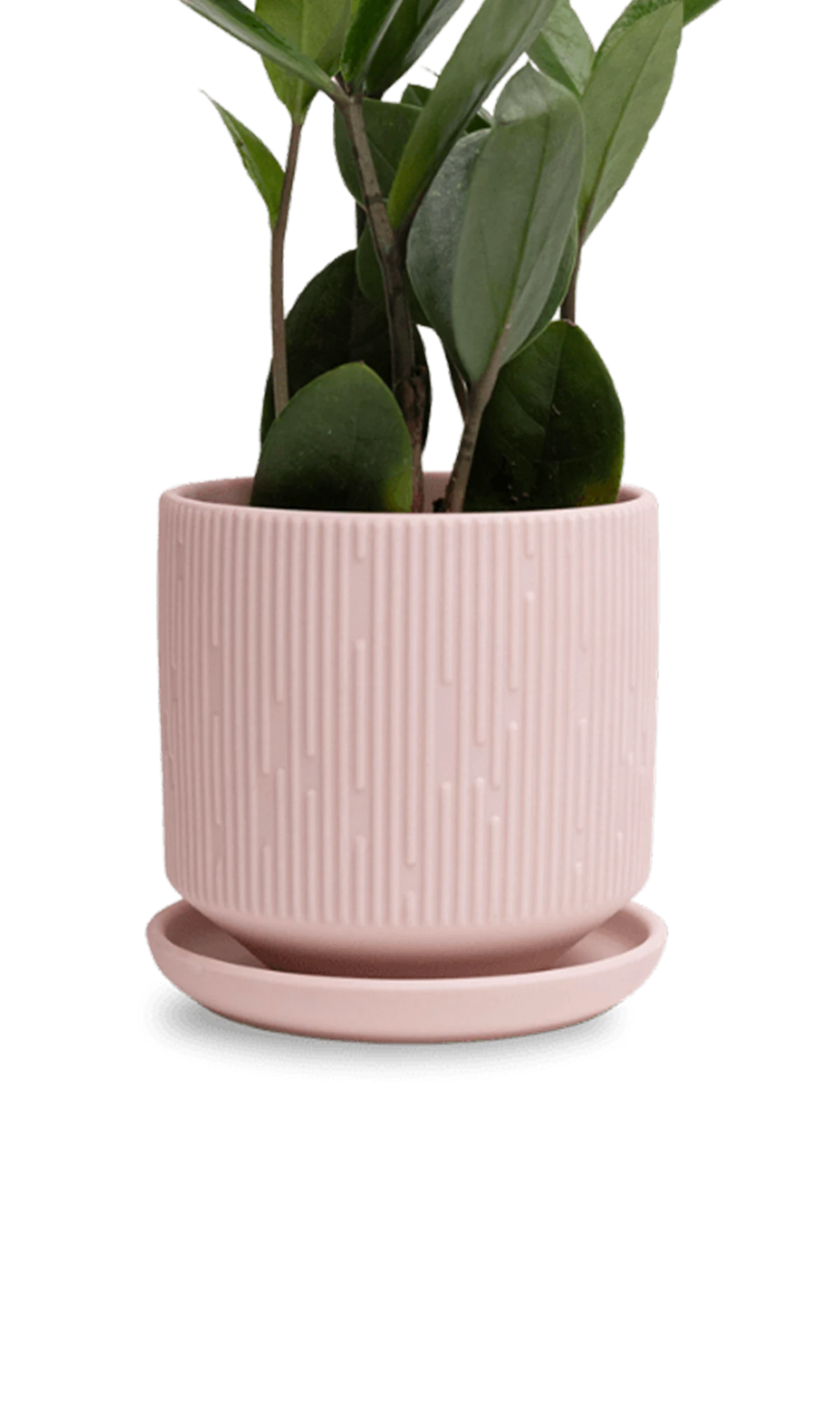 Chive Virago C small soft pink porcelain pot with drainage and saucer styled with a plant.