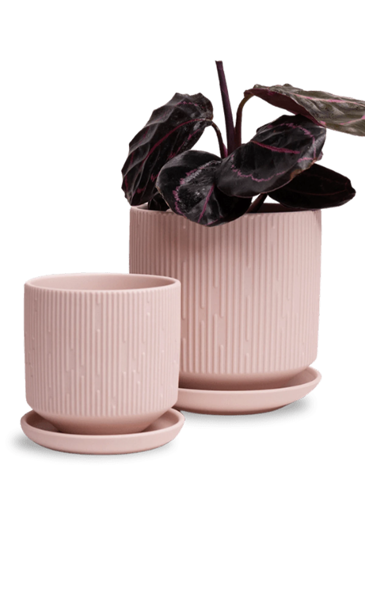 Two Chive Virago C soft pink porcelain pots with drainage and saucers styled with a plant in small and medium.
