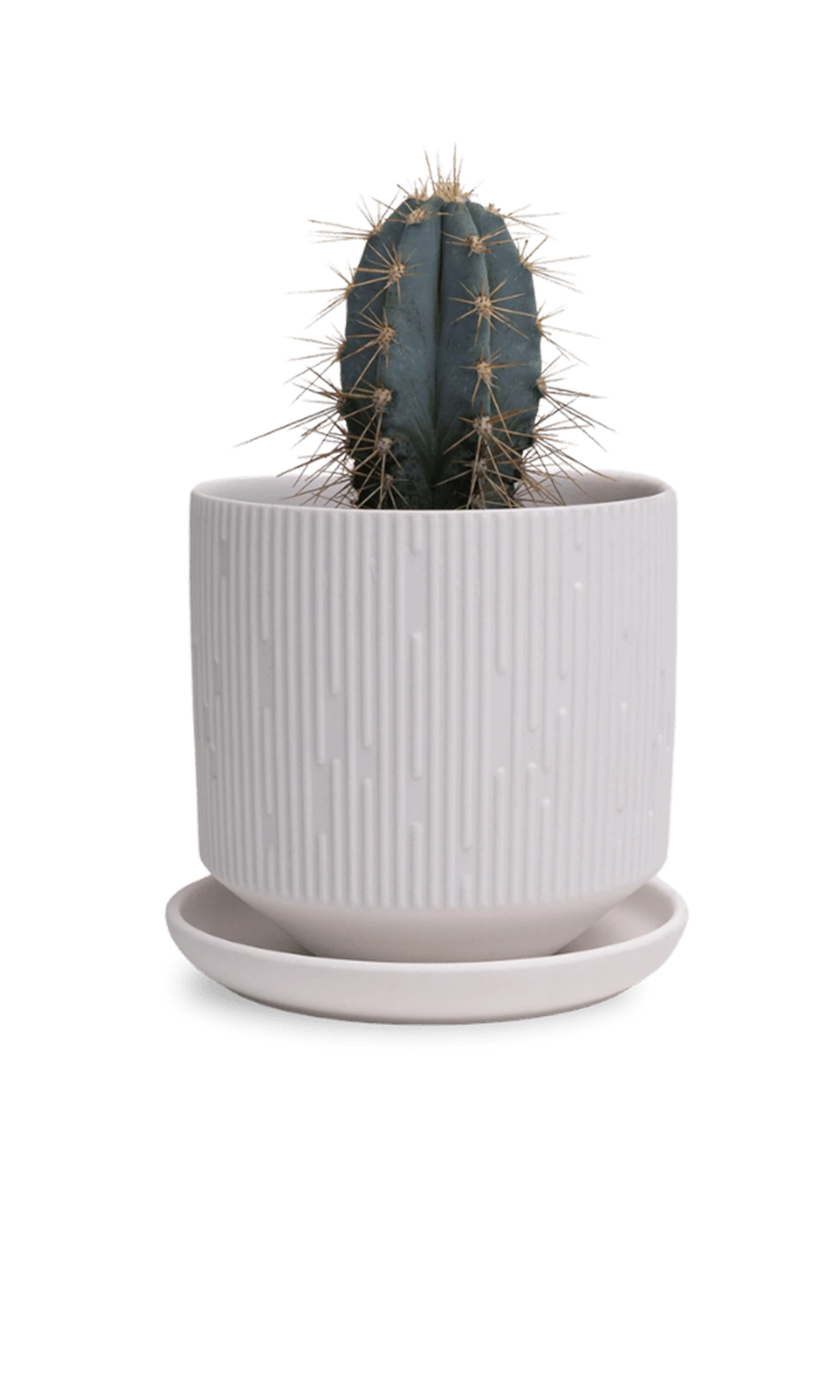 Chive Virago C small white porcelain pot with drainage and saucer styled with a cactus plant.