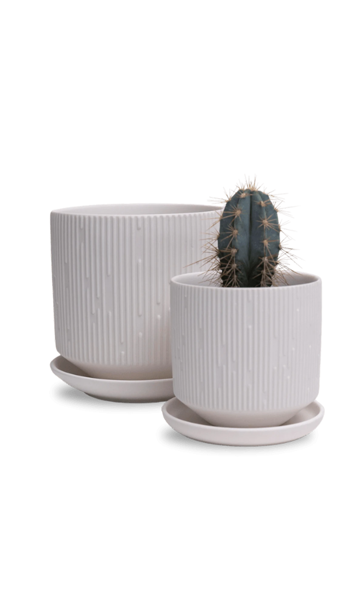 Two Chive Virago C white porcelain pots with drainage and saucers styled with a cactus plant in size small and medium.