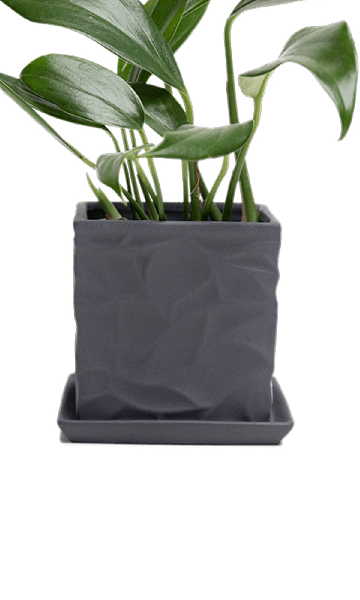 Chive Virago D small black porcelain pot with drainage and saucer styled with a plant.