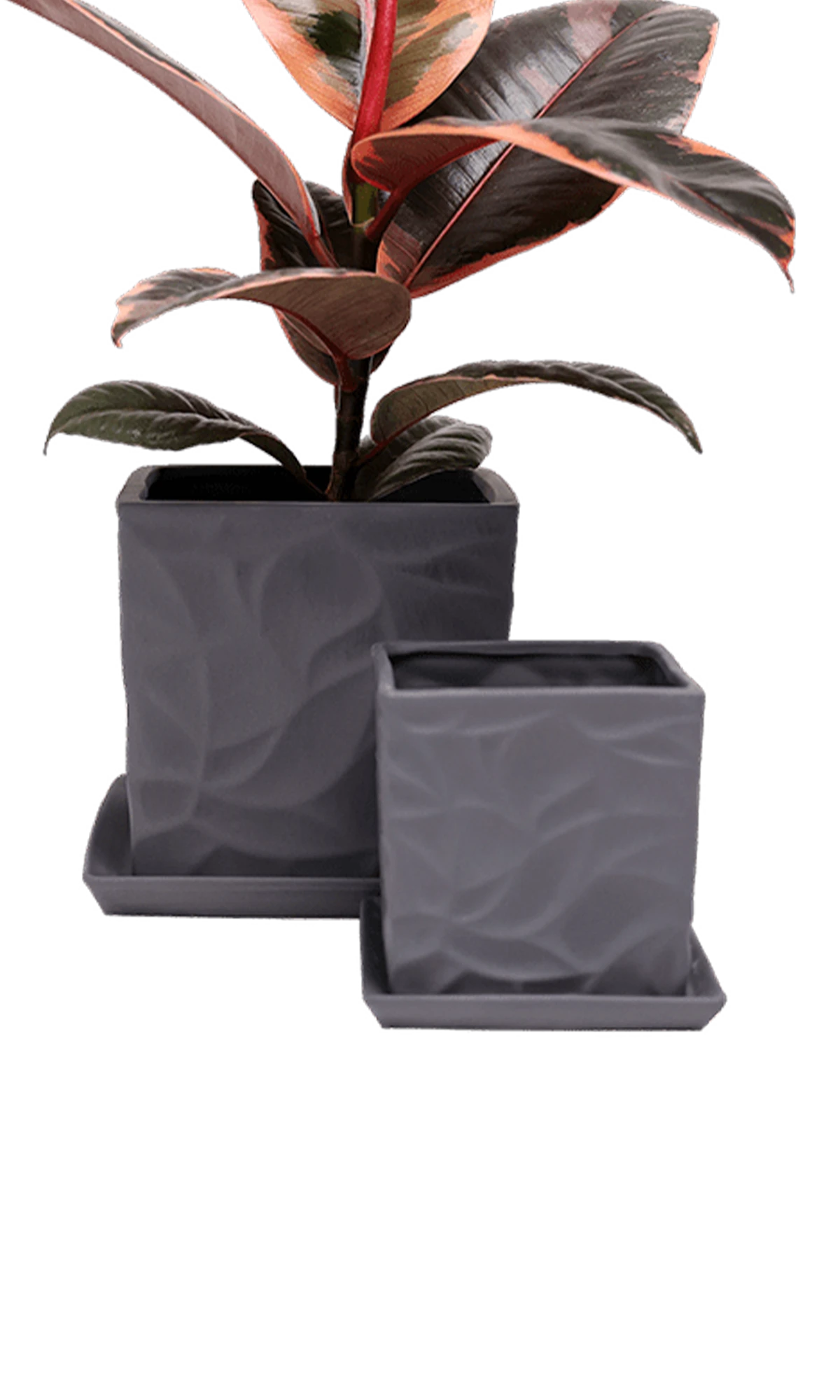 Two Chive Virago D black porcelain pots with drainage and saucers styled with plants in small and medium.