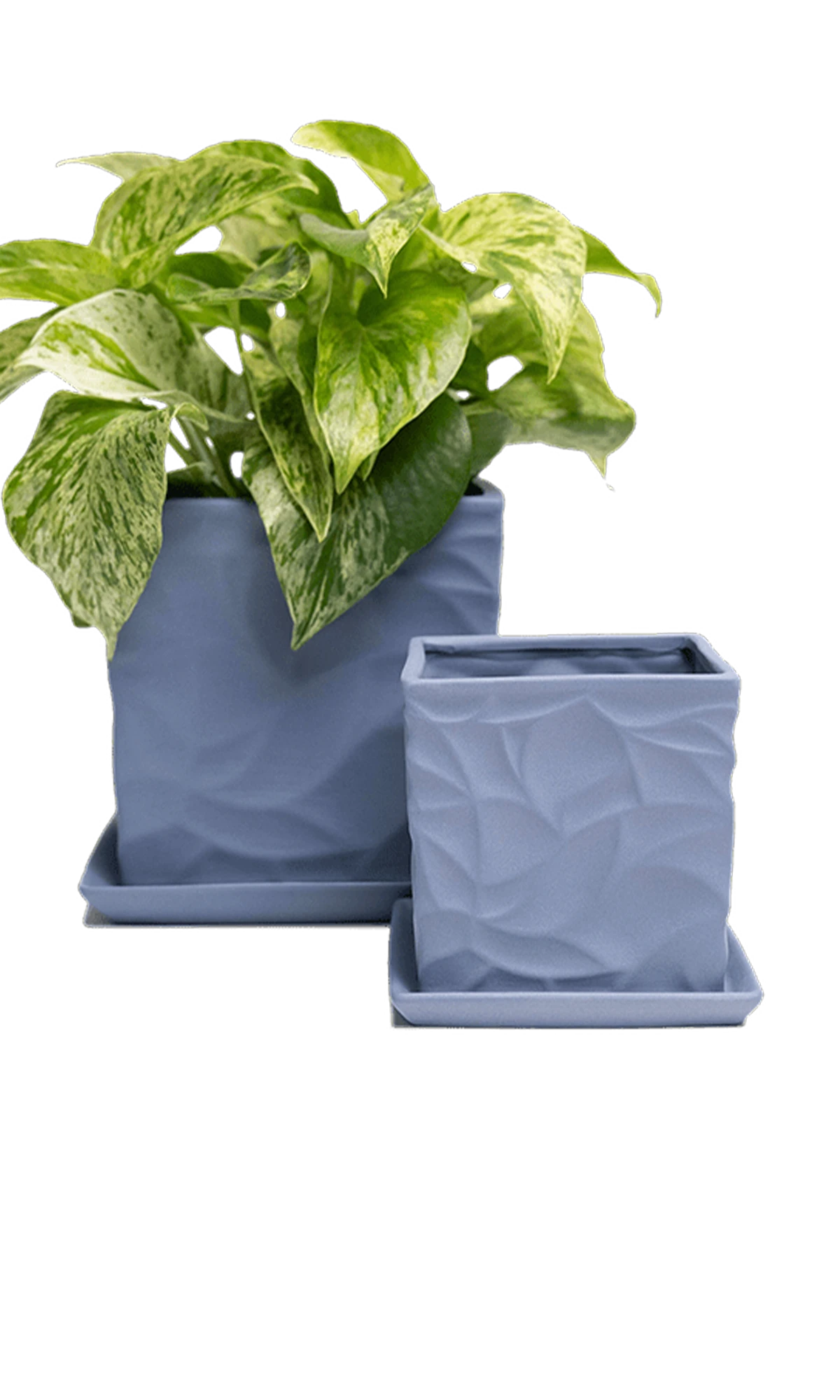 Two Chive Virago D blue grey porcelain pots with drainage and saucers styled with a plant in medium and small.