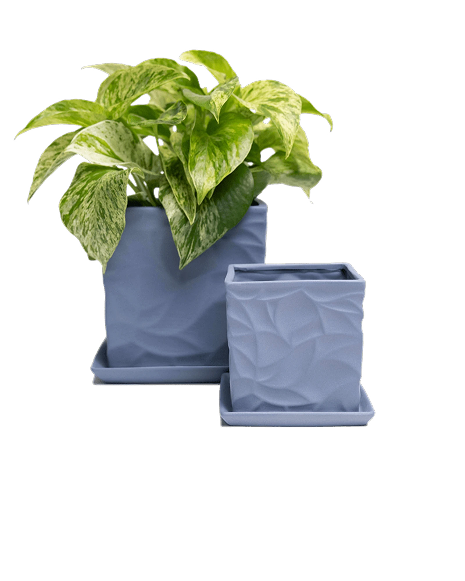Two Chive Virago D blue grey porcelain pots with drainage and saucers styled with a plant in medium and small.