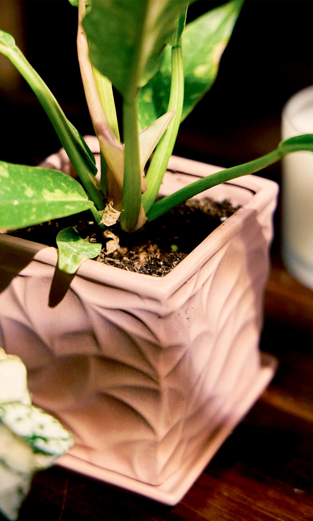 Chive Virago D small clay terracotta porcelain pot styled with a plant on a wood table under sunlight.