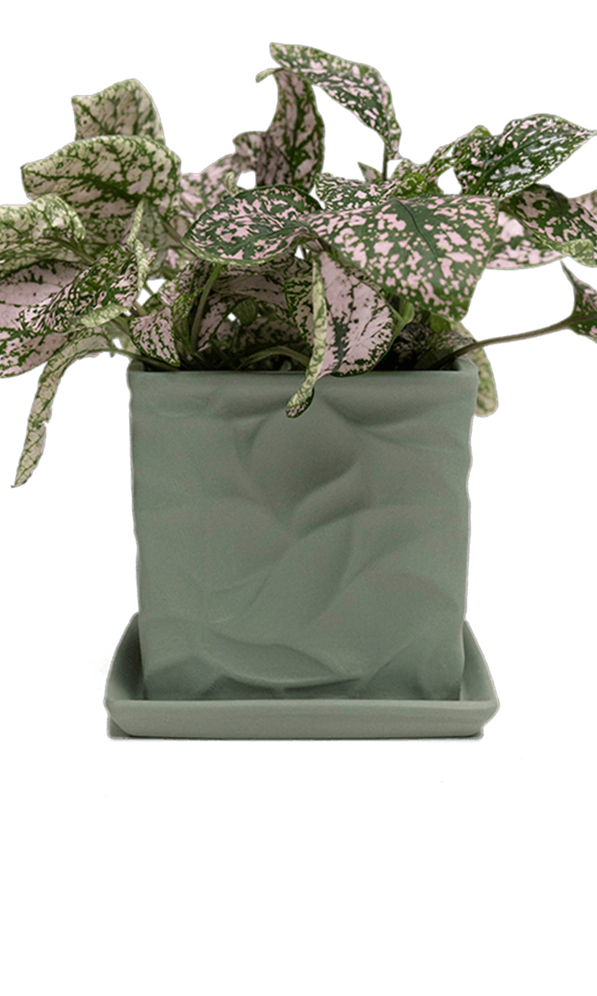 Chive Virago D small olive porcelain pot with drainage and saucer styled with a plant.