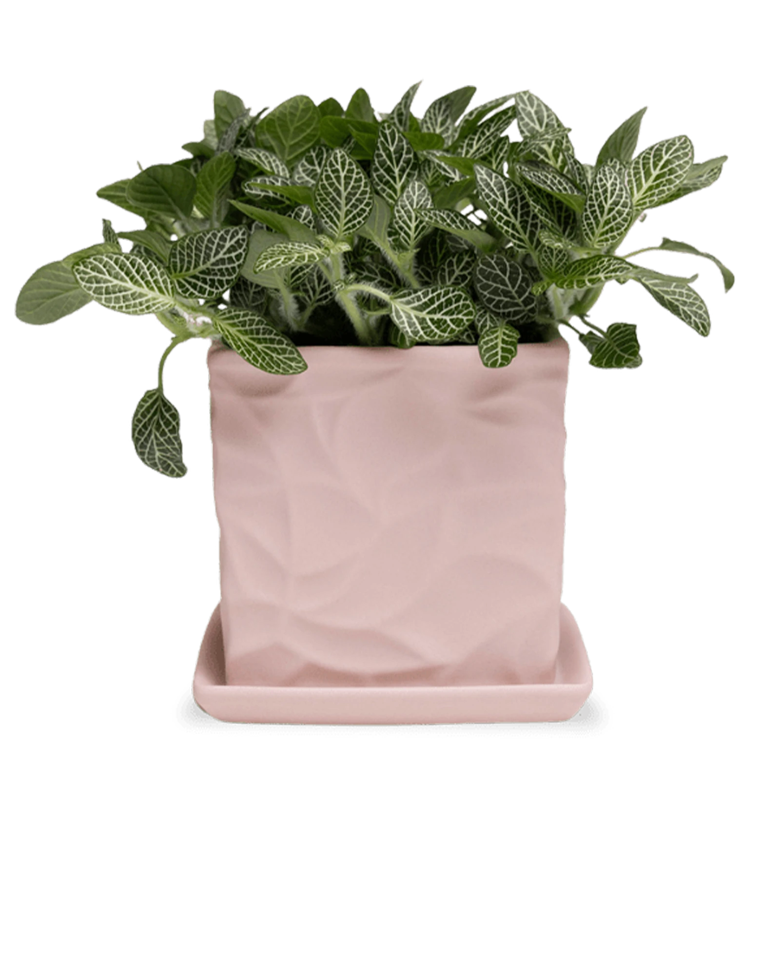 Chive Virago D medium soft pink porcelain pot with drainage and saucer styled with a plant.
