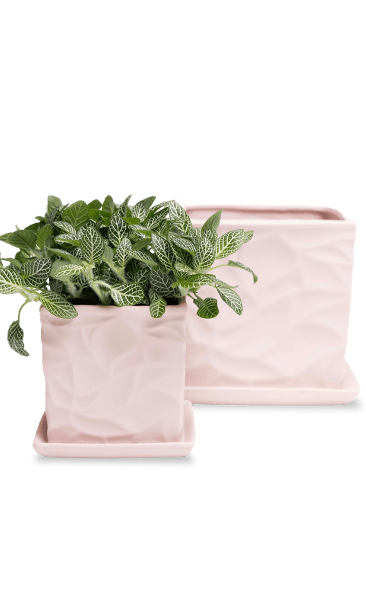Two Chive Virago D soft pink porcelain pots with drainage and saucers styled with plants in medium and small.