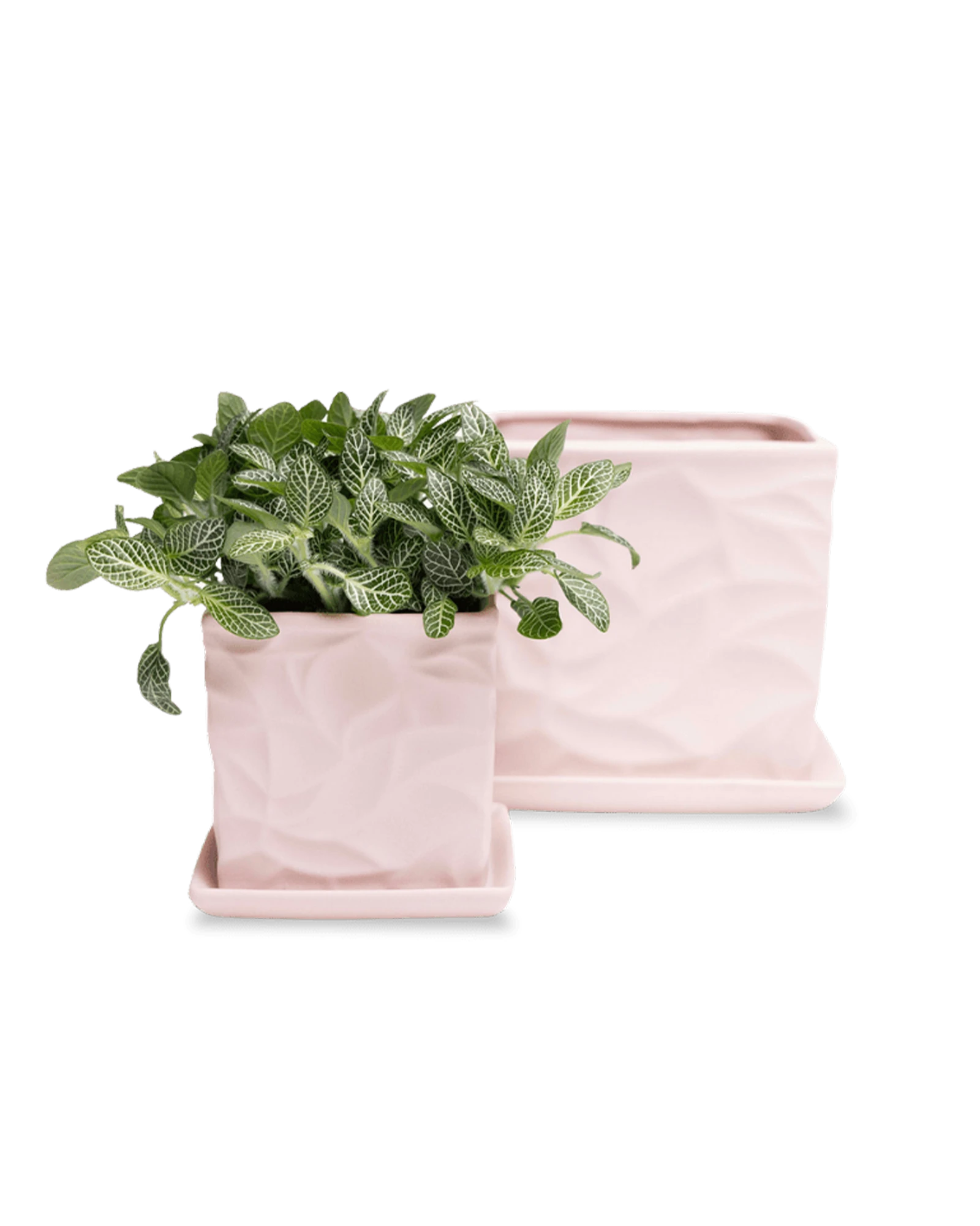 Two Chive Virago D soft pink porcelain pots with drainage and saucers styled with plants in medium and small.