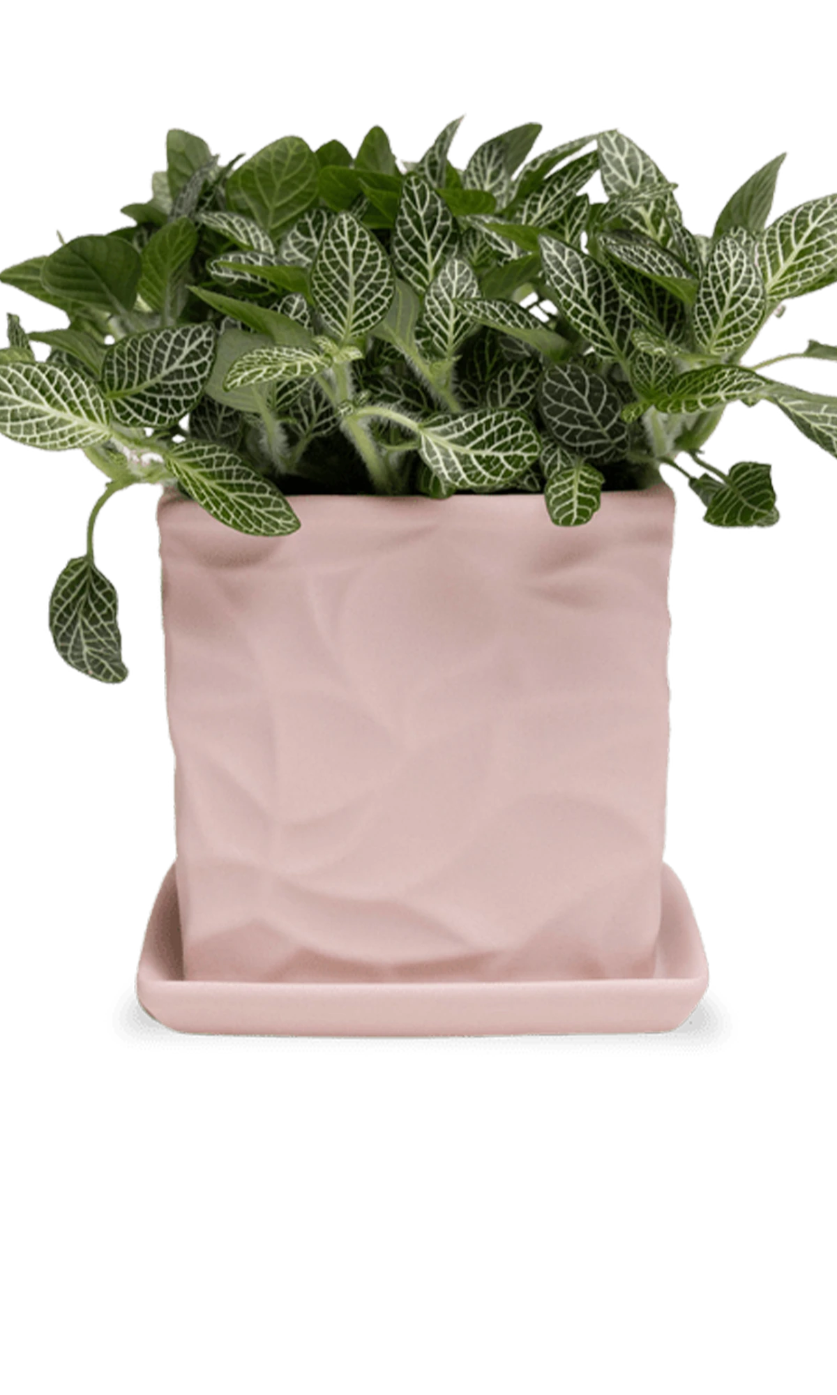 Chive Virago D small soft pink porcelain pot with drainage and saucer styled with a fittonia plant.