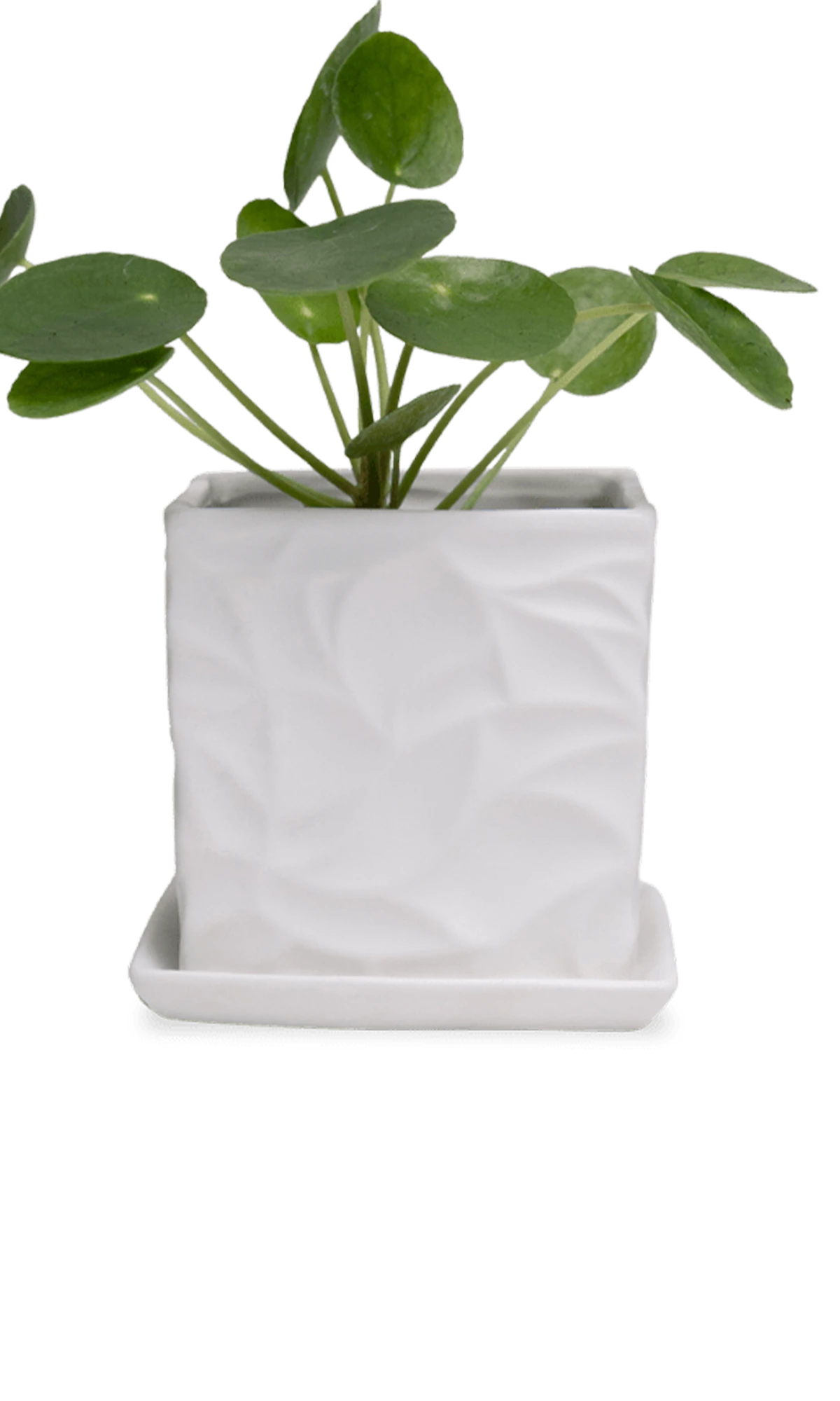 Chive Virago D small white porcelain pot with drainage and saucer styled with a plant.