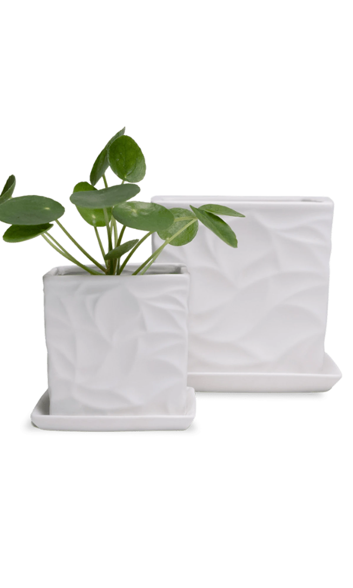 Two Chive Virago D white porcelain pots with drainage and saucers styled with a plant in size small and medium.