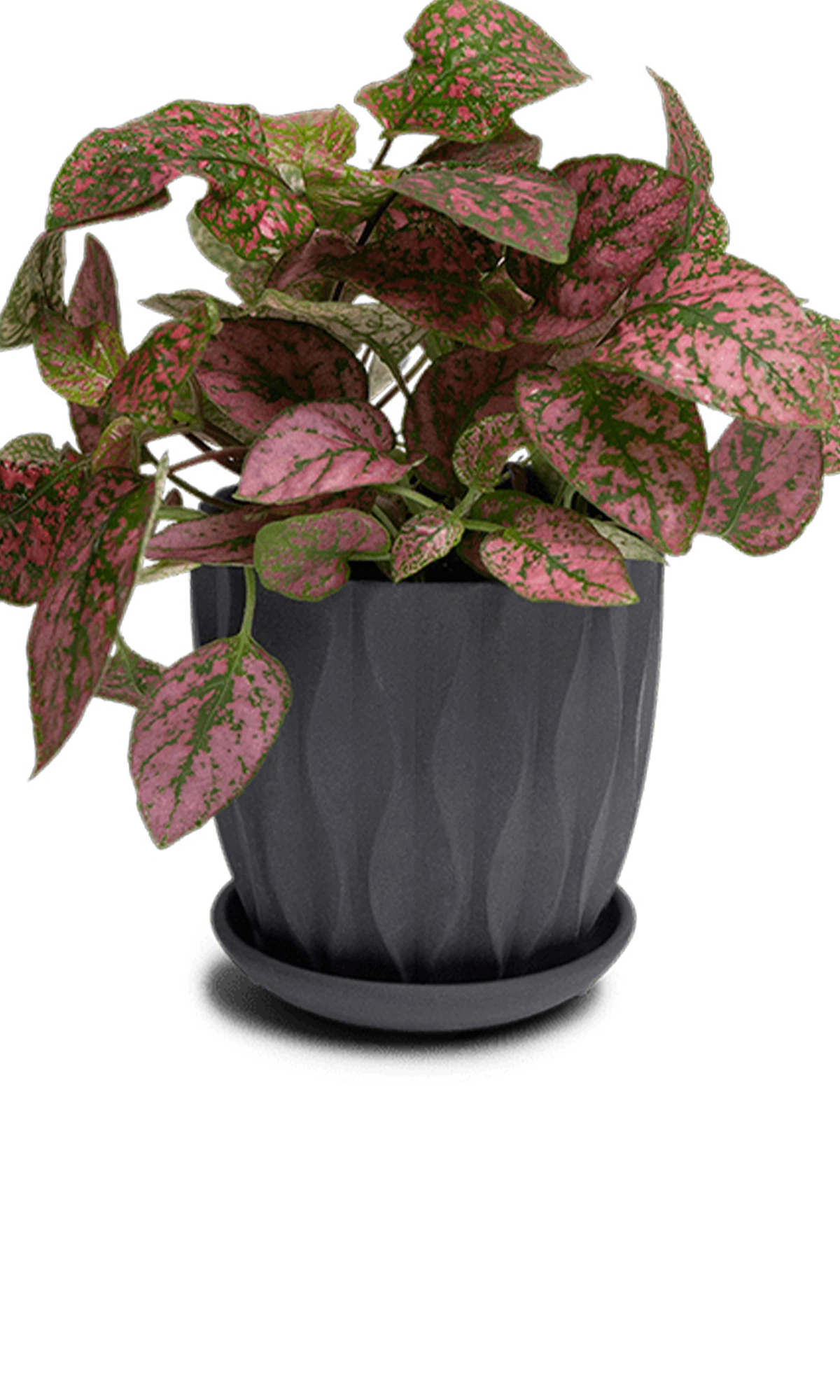 Chive Virago E small black porcelain pot with drainage and saucer styled with a plant.