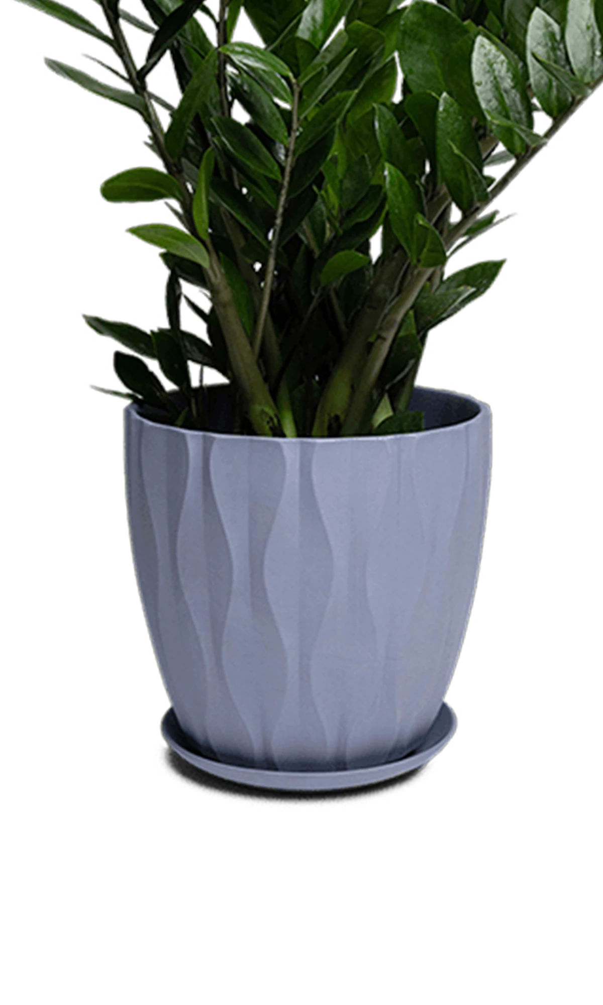Chive Virago E large blue grey porcelain pot with drainage and saucer styled with a zz plant.