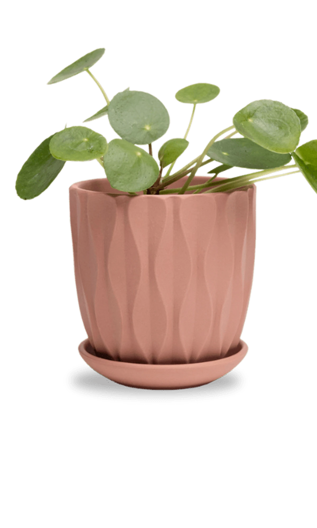 Chive Virago E medium clay terracotta porcelain pot with drainage and saucer styled with a plant.