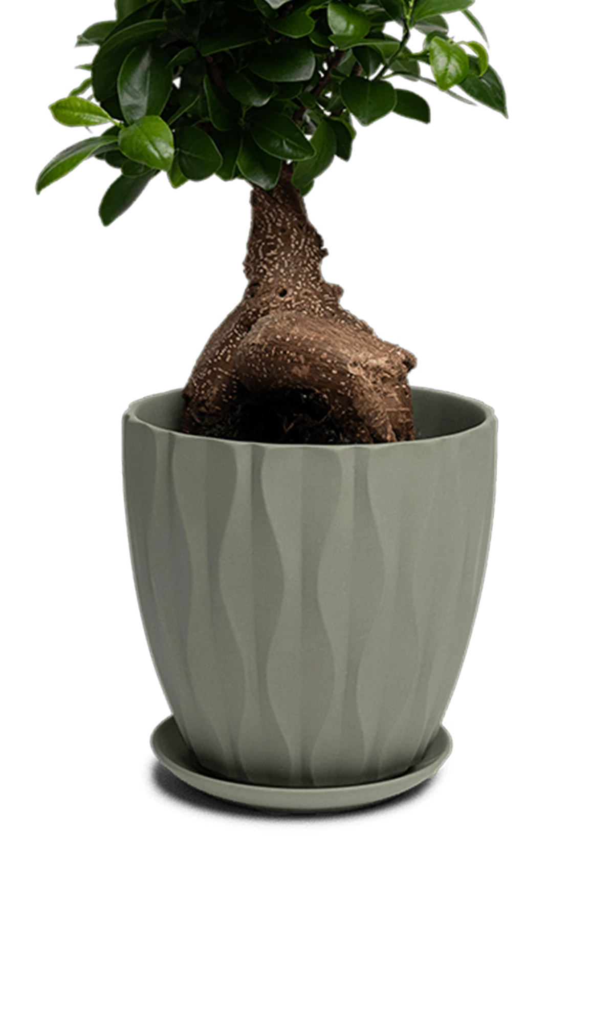 Chive Virago E large olive porcelain pot with drainage and saucer styled with a plant.
