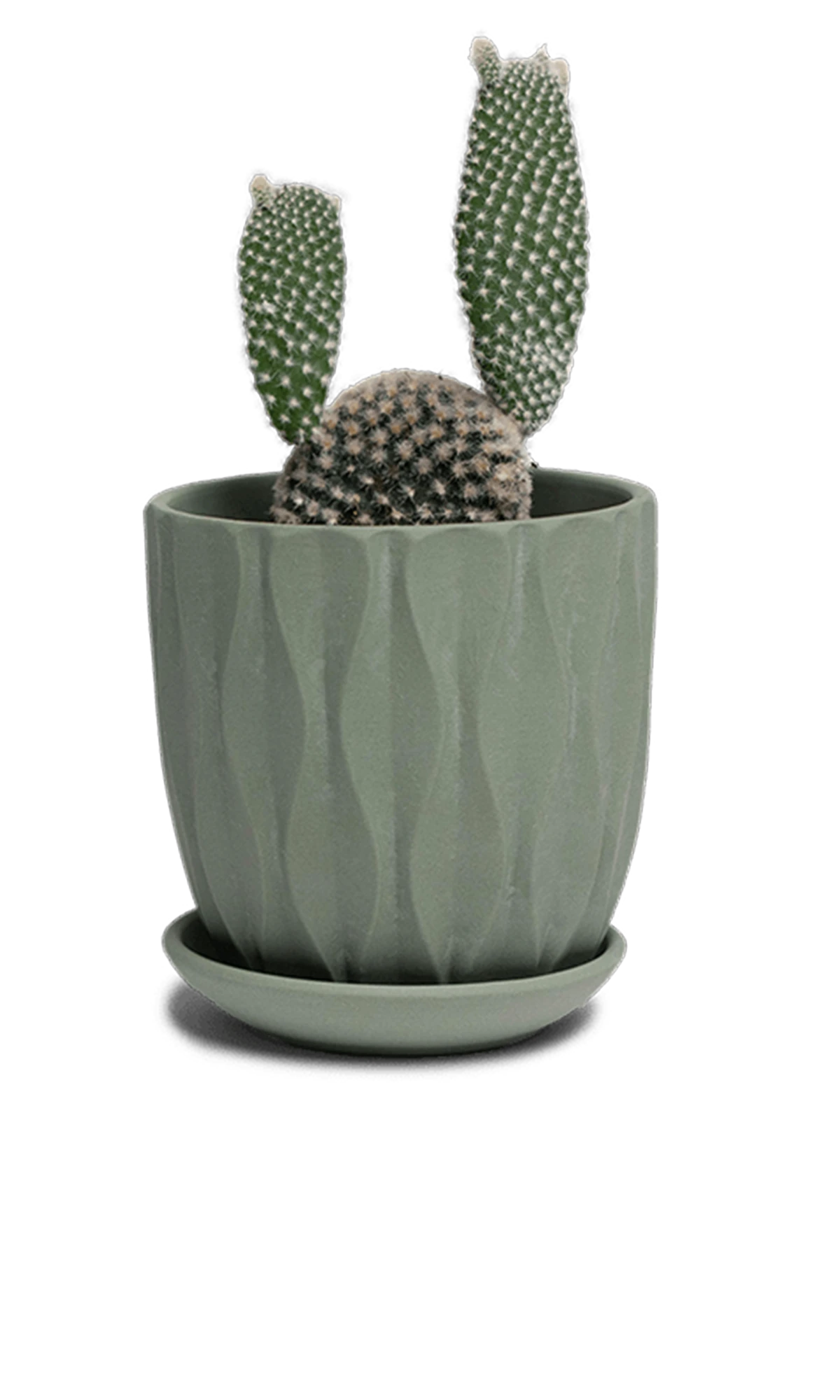 Chive Virago E small olive porcelain pot with drainage and saucer styled with a cactus plant.