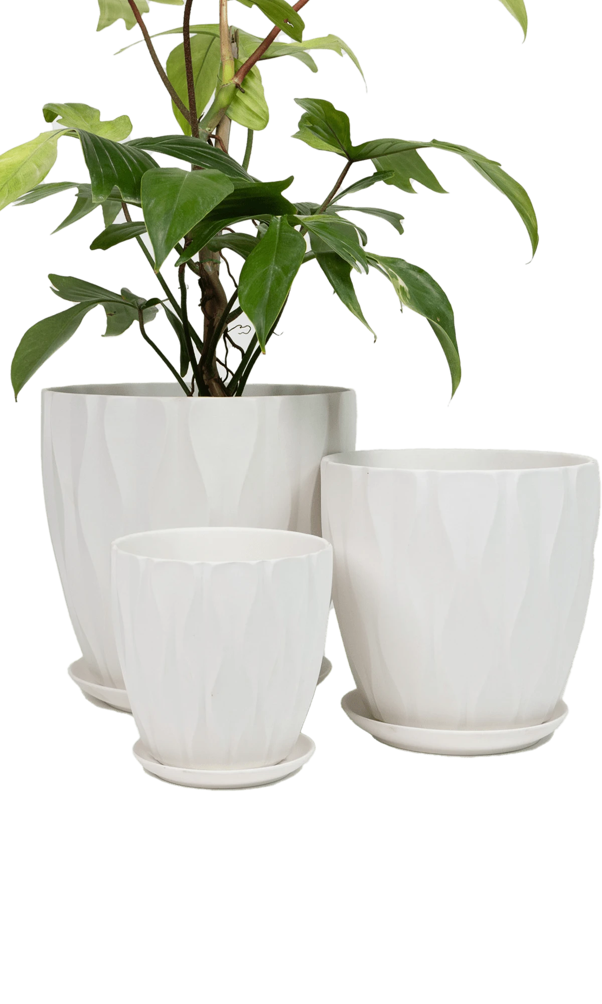 Three virago E white porcelain pots in size large, medium, and small, styled with a green plant.
