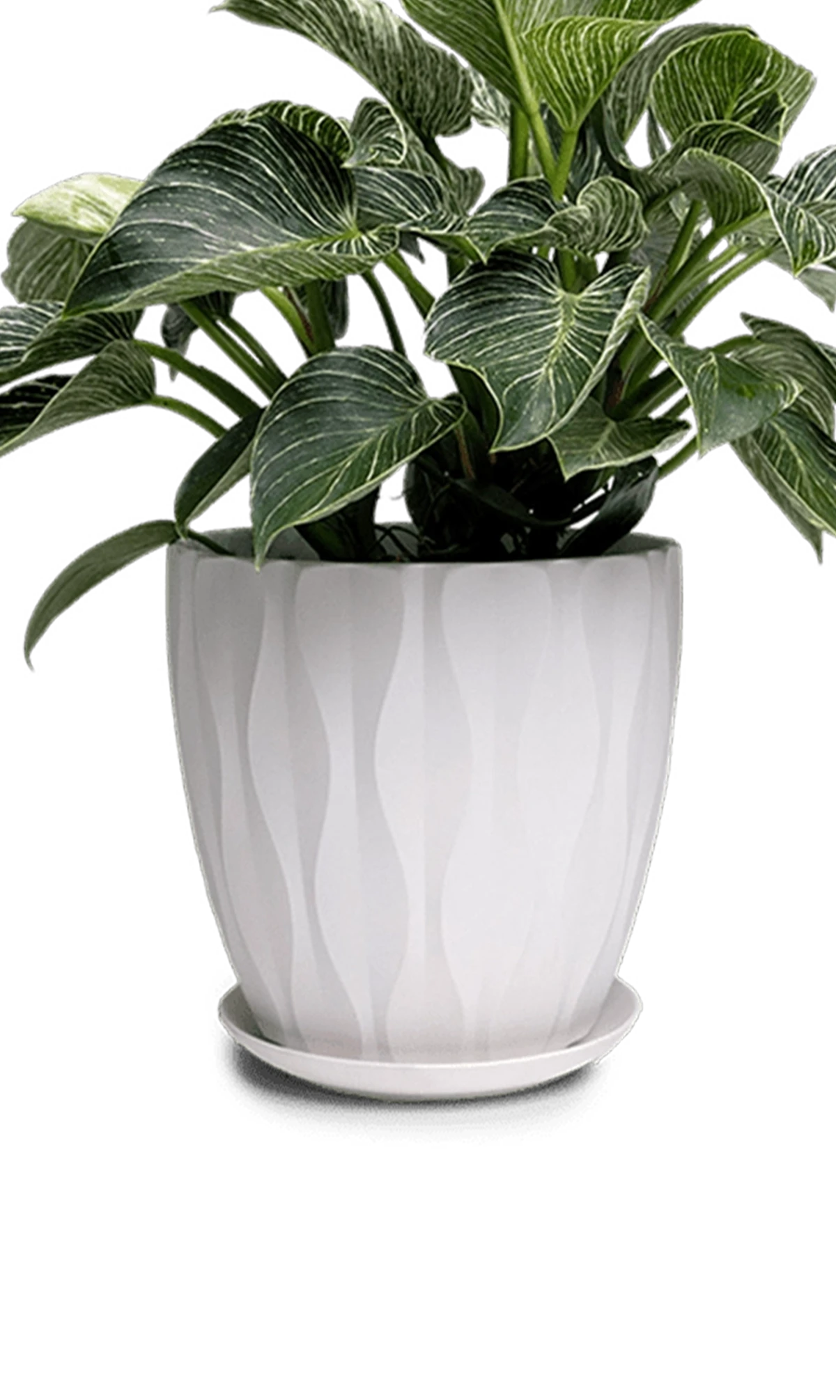 Chive Virago E large white porcelain pot with waves texture styled with a plant.