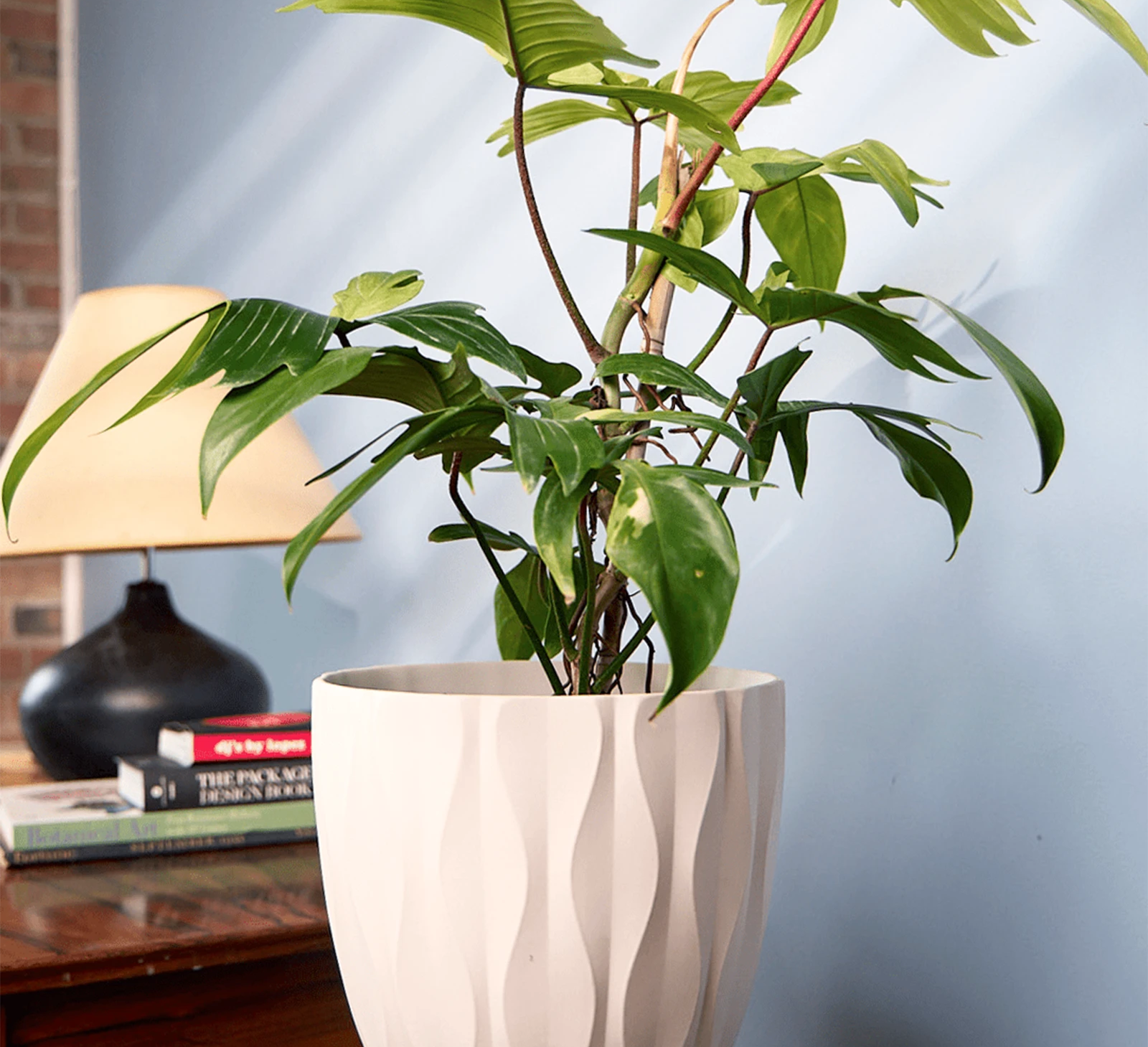 Chive Virago E large white porcelain pot with waves texture styled with a plant on a wood stool indoor.