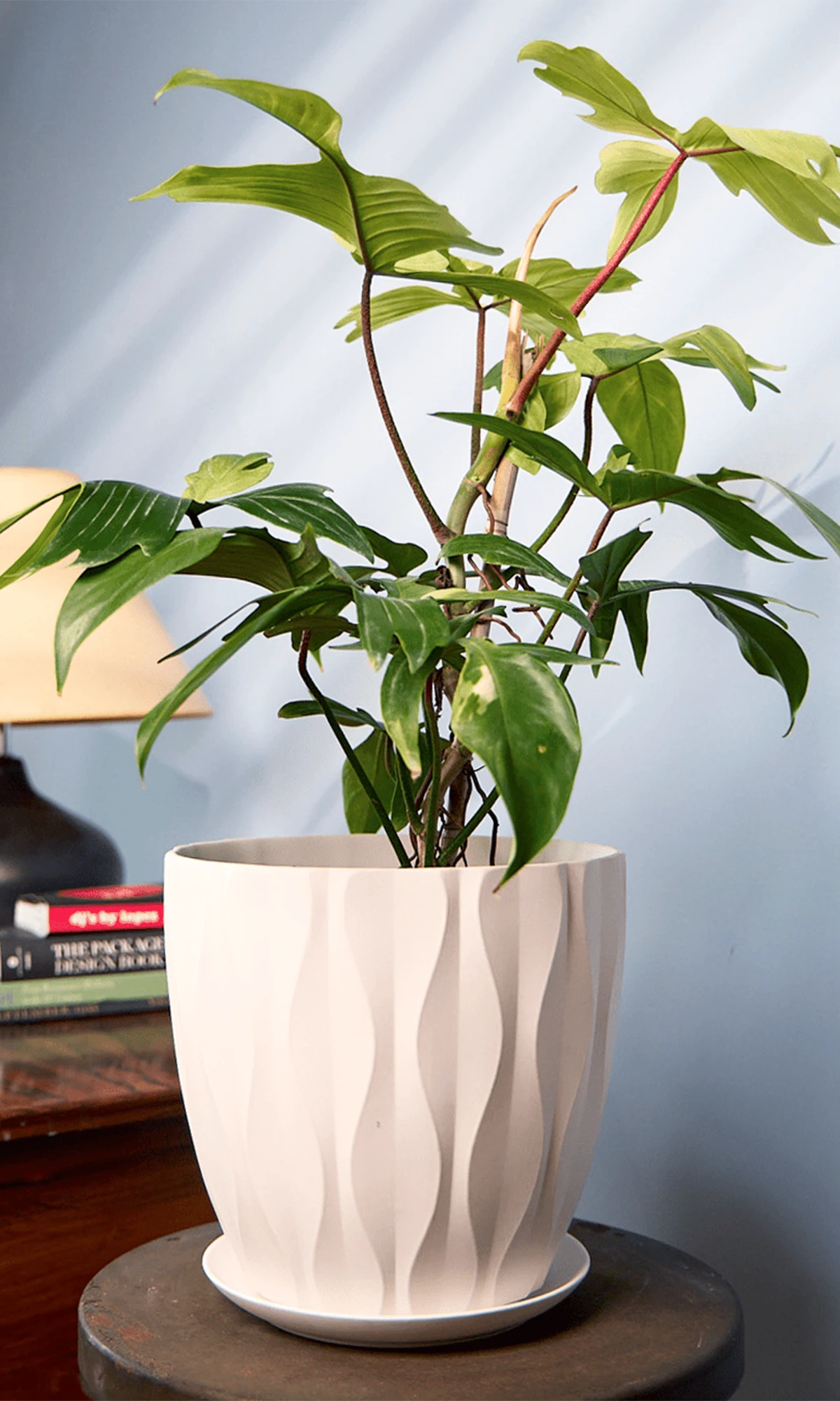 Chive Virago E large white porcelain pot with waves texture styled with a plant on a wood stool indoor.
