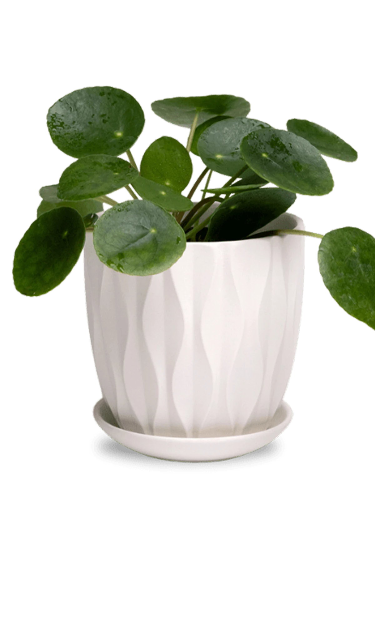 Chive Virago E small white porcelain pot with drainage and saucer styled with a plant.