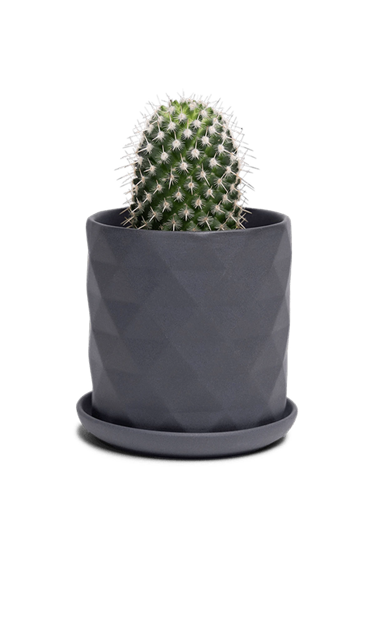 Chive Virago F small black porcelain pot with drainage and saucer styled with a cactus plant.