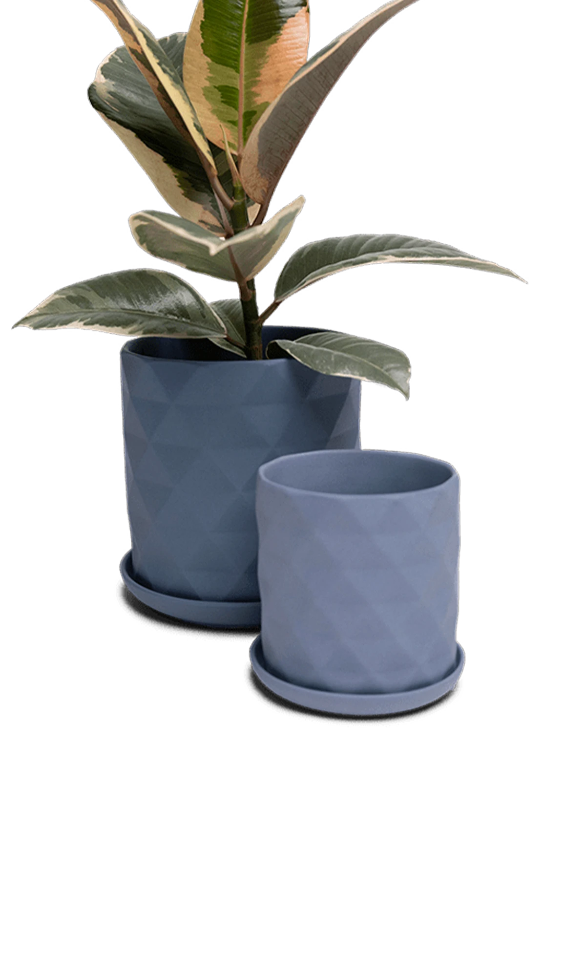 Two Chive Virago F blue grey porcelain pots with drainage and saucers styled with a plant in medium and small.