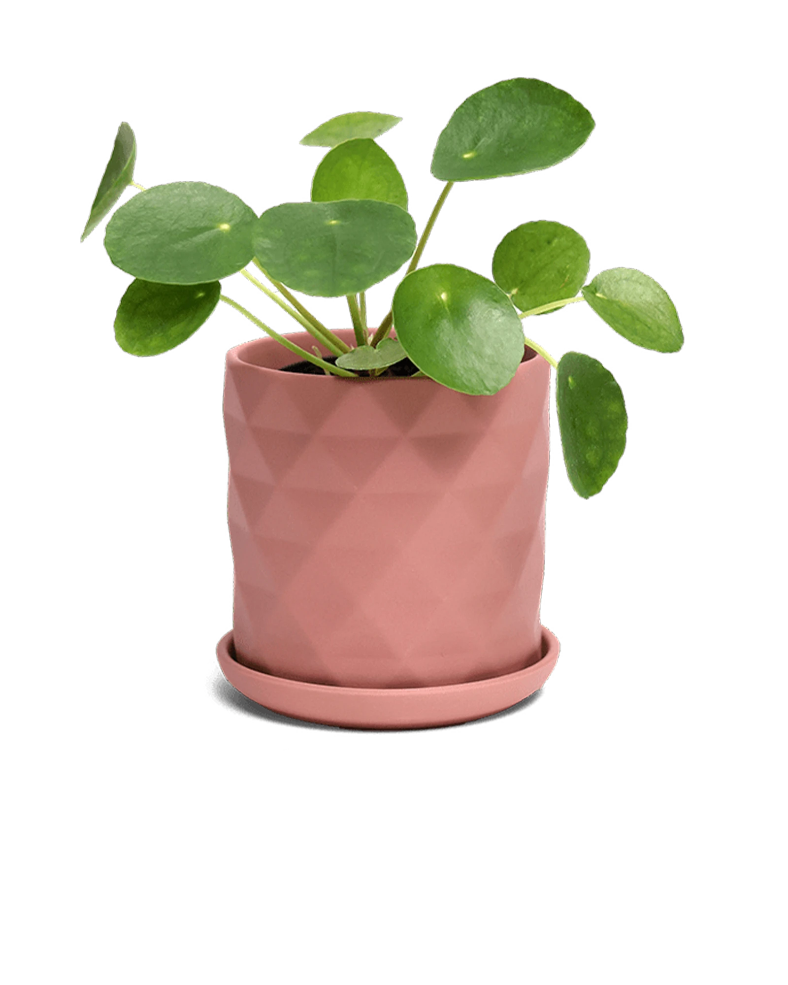 Chive Virago F medium clay terracotta porcelain pot with drainage and saucer styled with a plant.