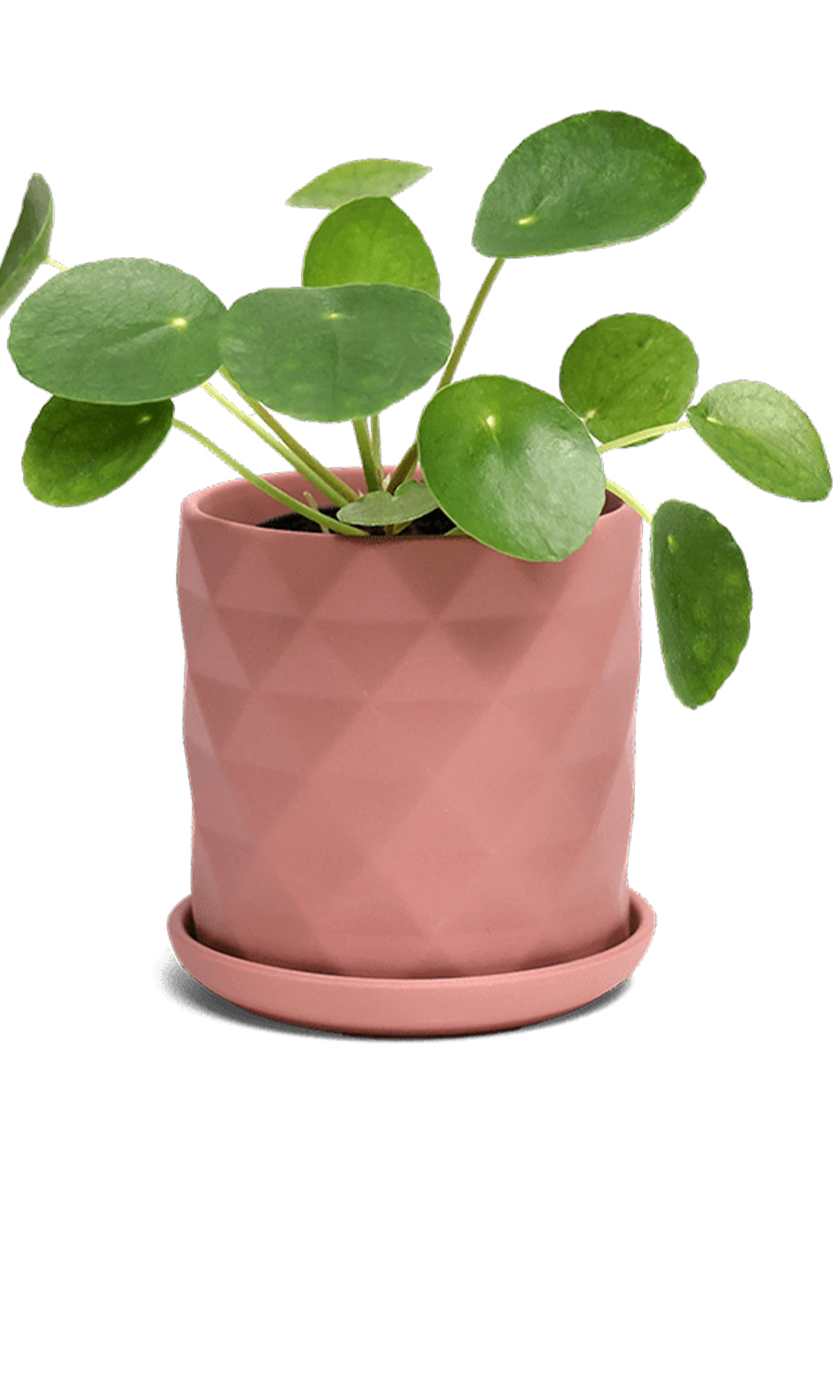 Chive Virago F small clay terracotta porcelain pot with drainage and saucer styled with a plant.