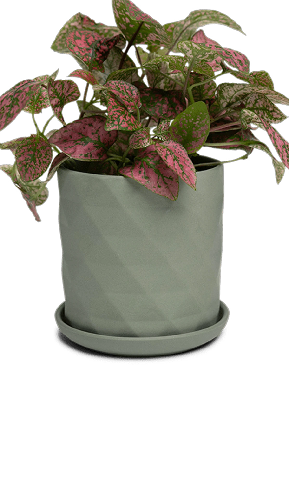 Chive Virago F medium olive porcelain pot with drainage and saucer styled with a plant.