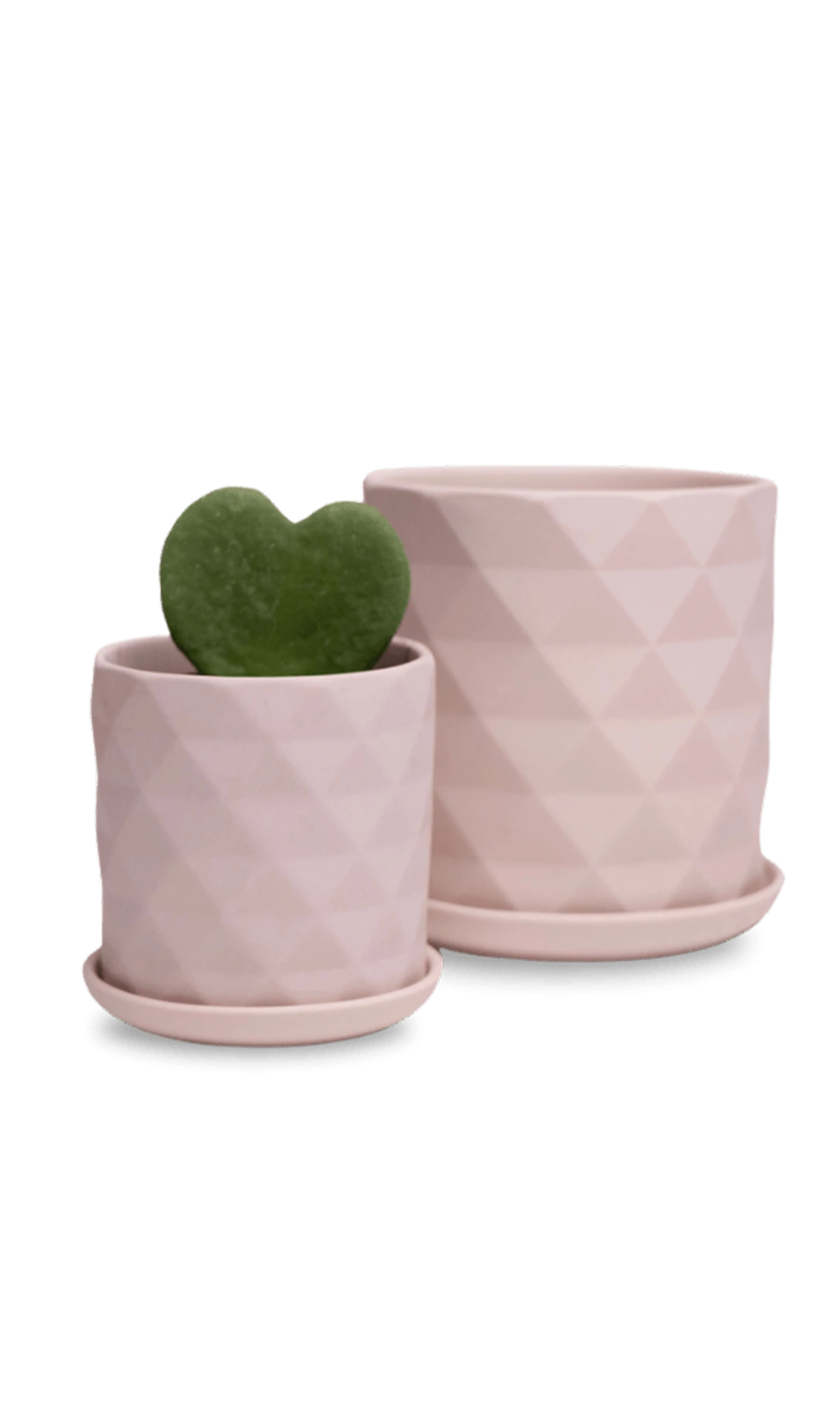 Two Chive Virago F soft pink porcelain pots with drainage and saucers styled with plants in medium and small.