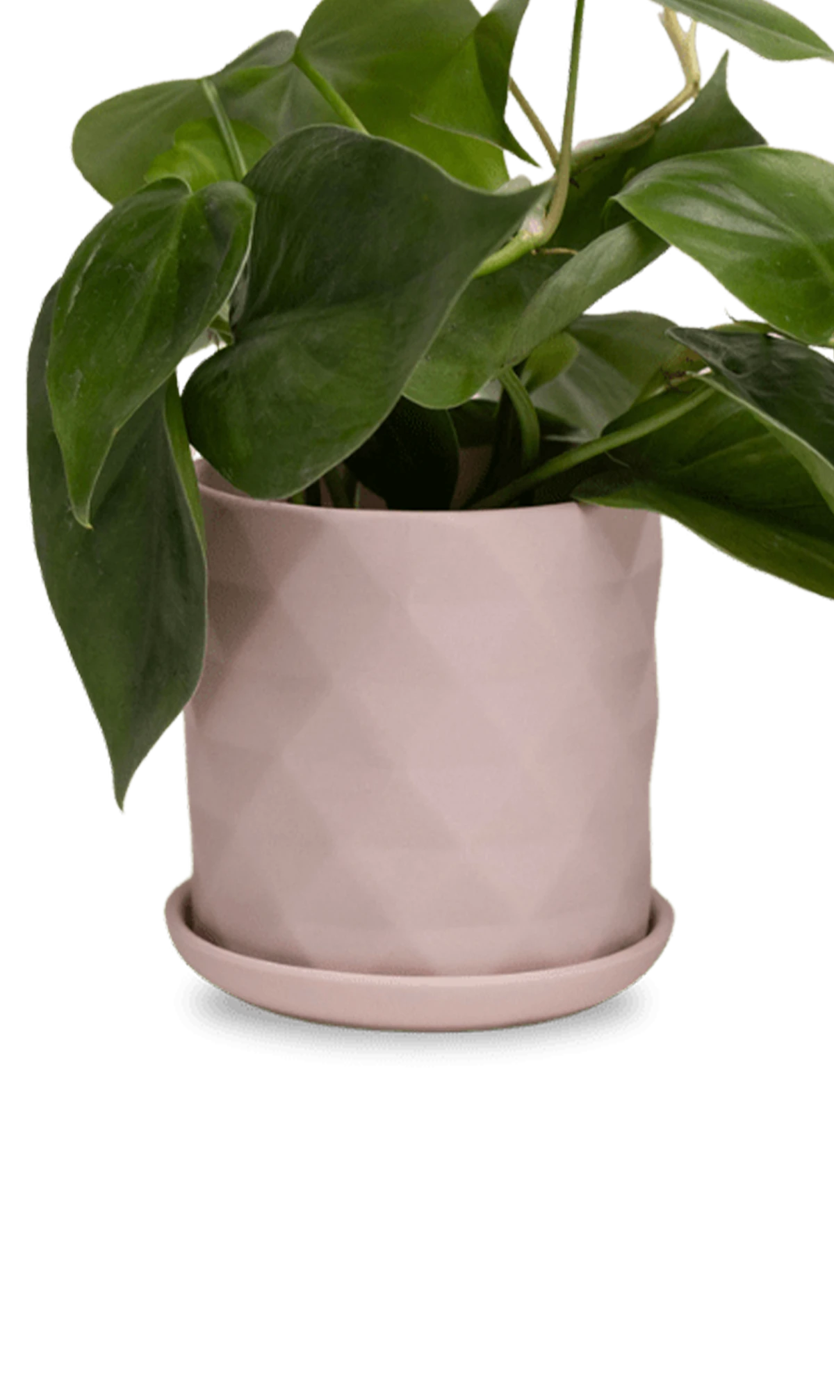 Chive Virago F small soft pink porcelain pot with drainage and saucer styled with a plant.