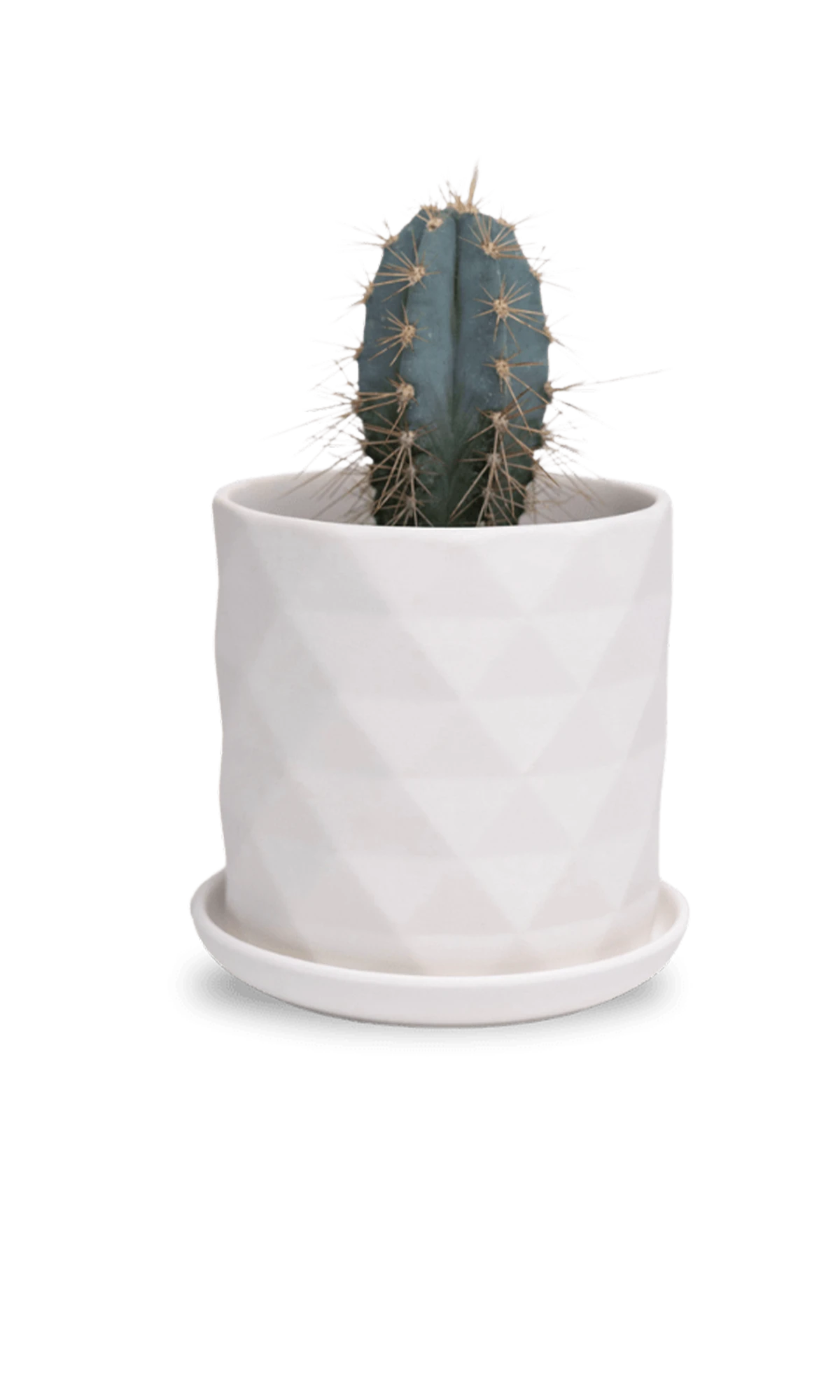 Chive Virago F small white porcelain pot with drainage hole and detachable saucer styled with a cactus plant.