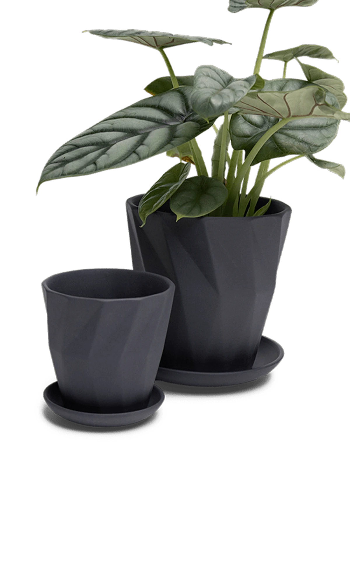 Two Chive Virago G black porcelain pots with drainage and saucers styled with a plant in small and medium.