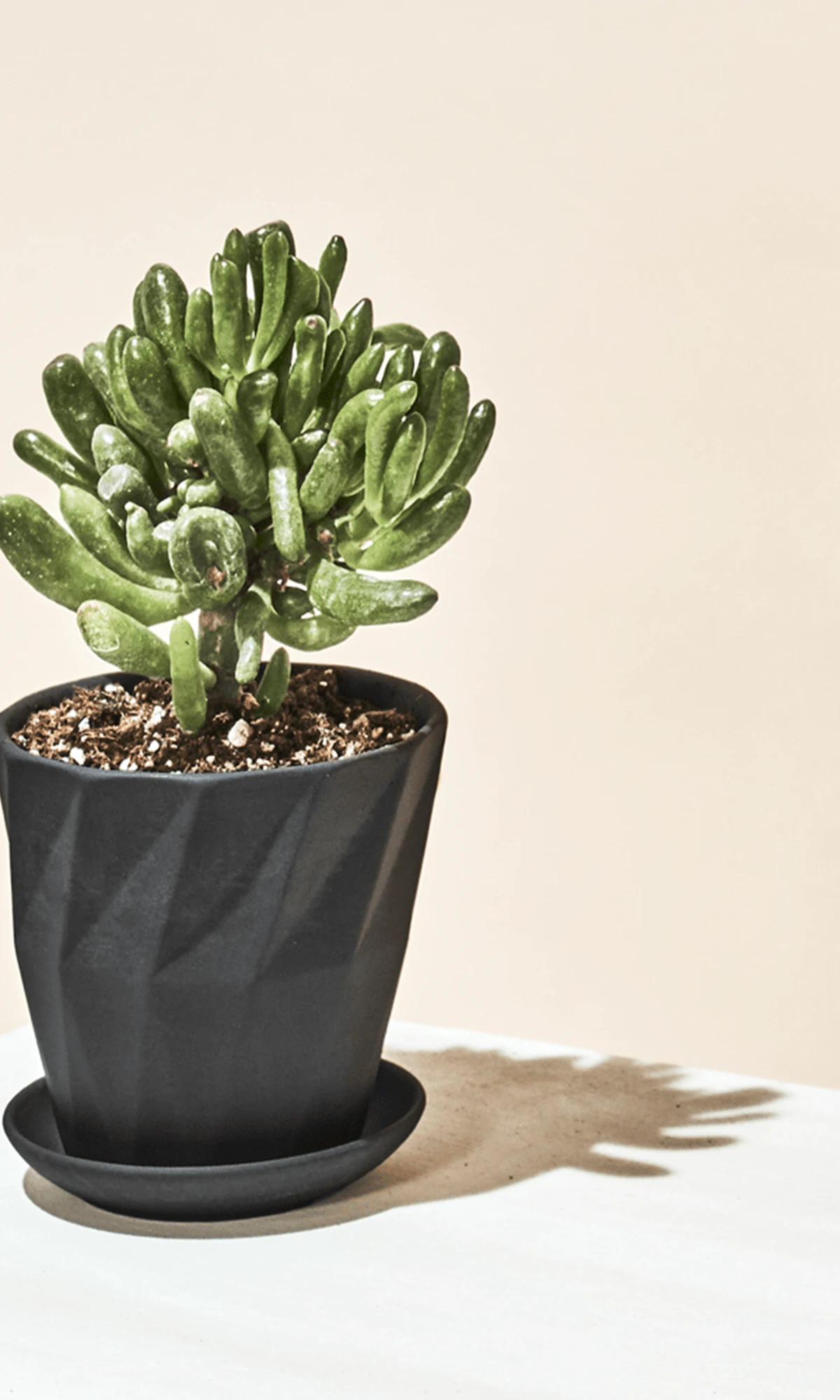 Chive Virago G small black porcelain pot with drainage and saucer styled with a plant in a bright minimalistic room.