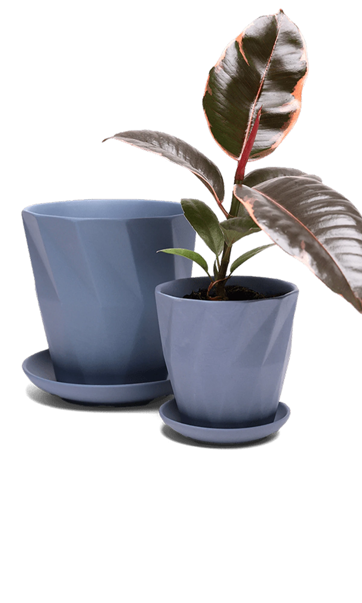 Two Chive Virago G blue grey porcelain pots with drainage and saucers styled with a plant in medium and small.