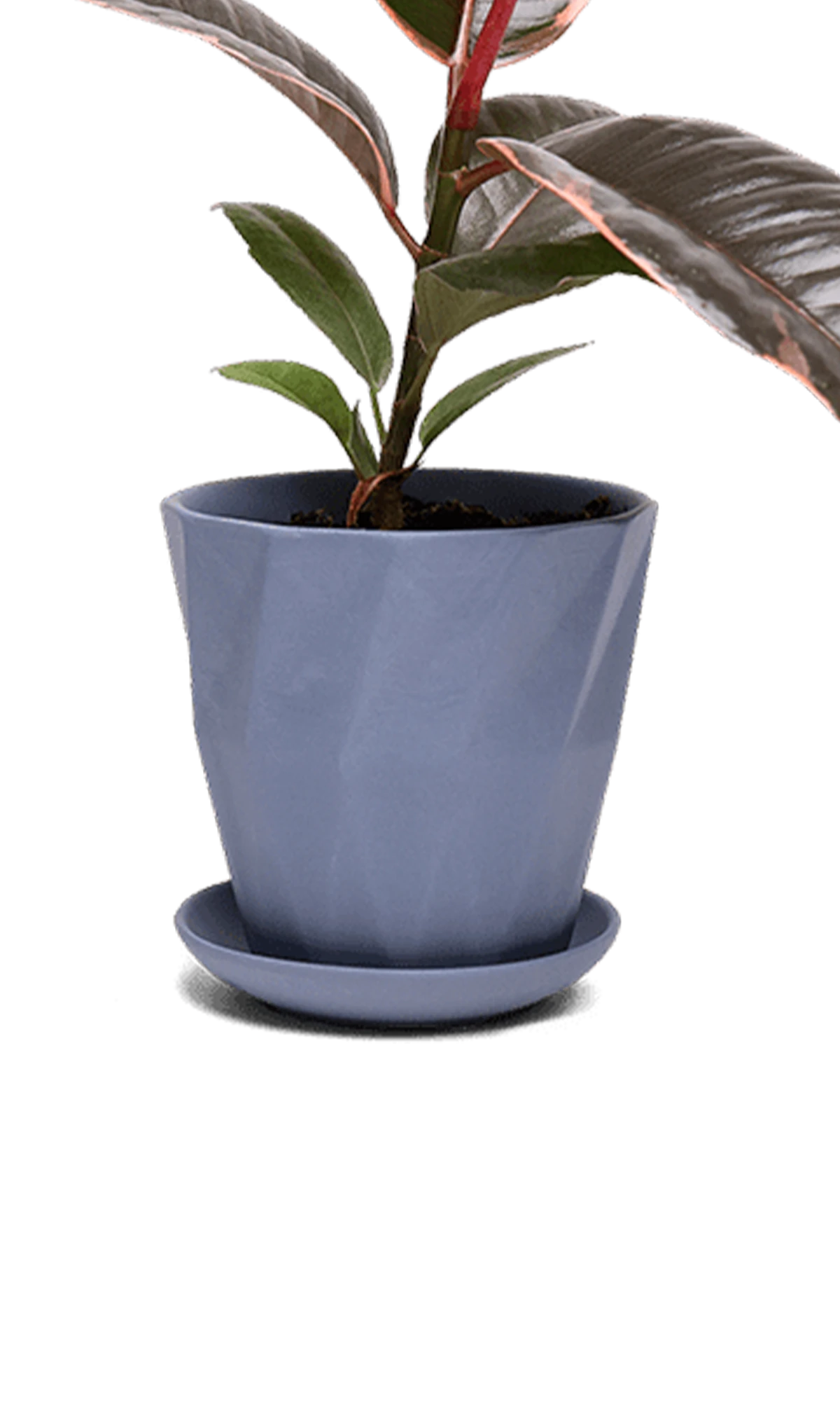 Chive Virago G small blue grey porcelain pot with drainage and saucer styled with a plant.