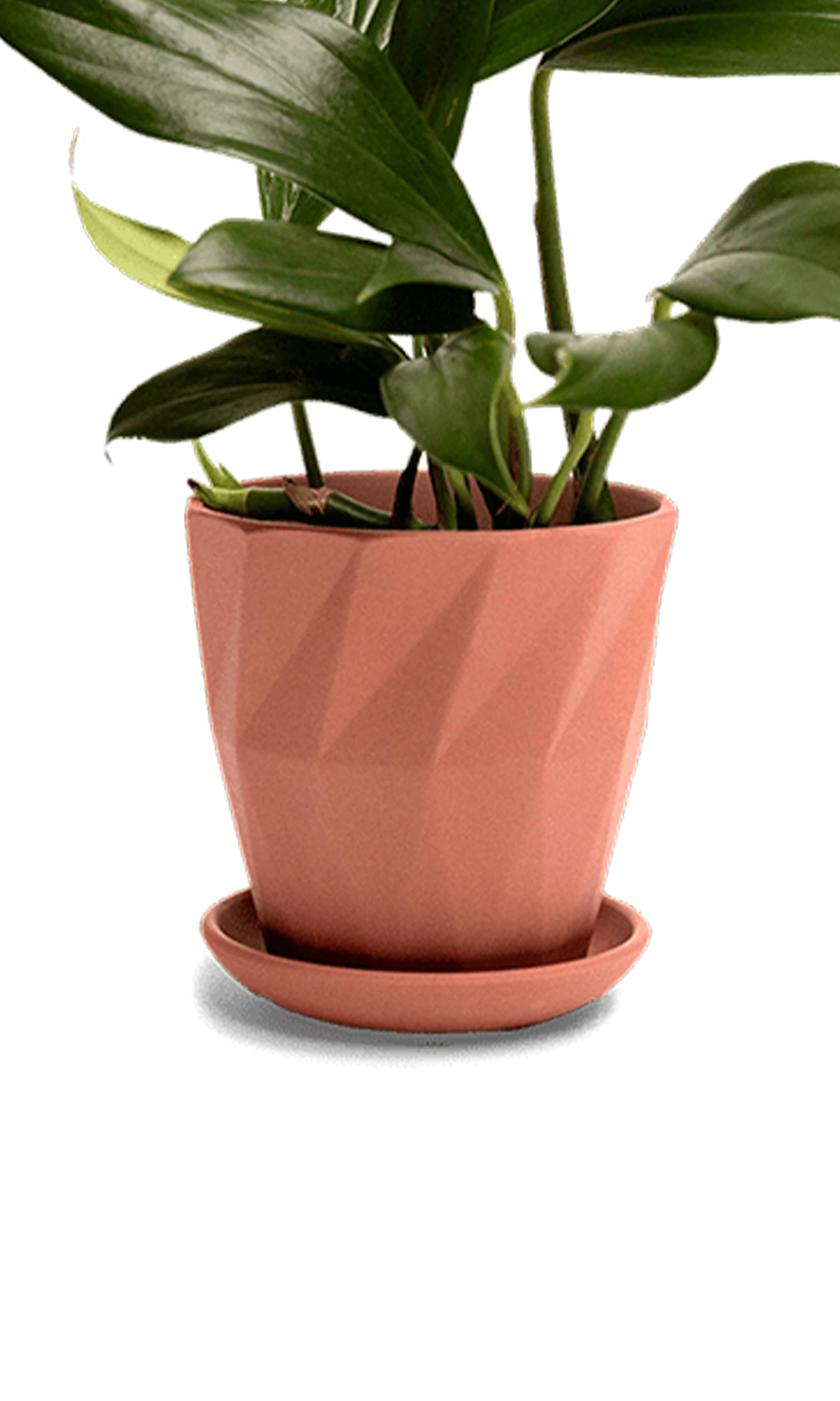 Chive Virago G medium clay terracotta porcelain pot with drainage and saucer styled with a plant.