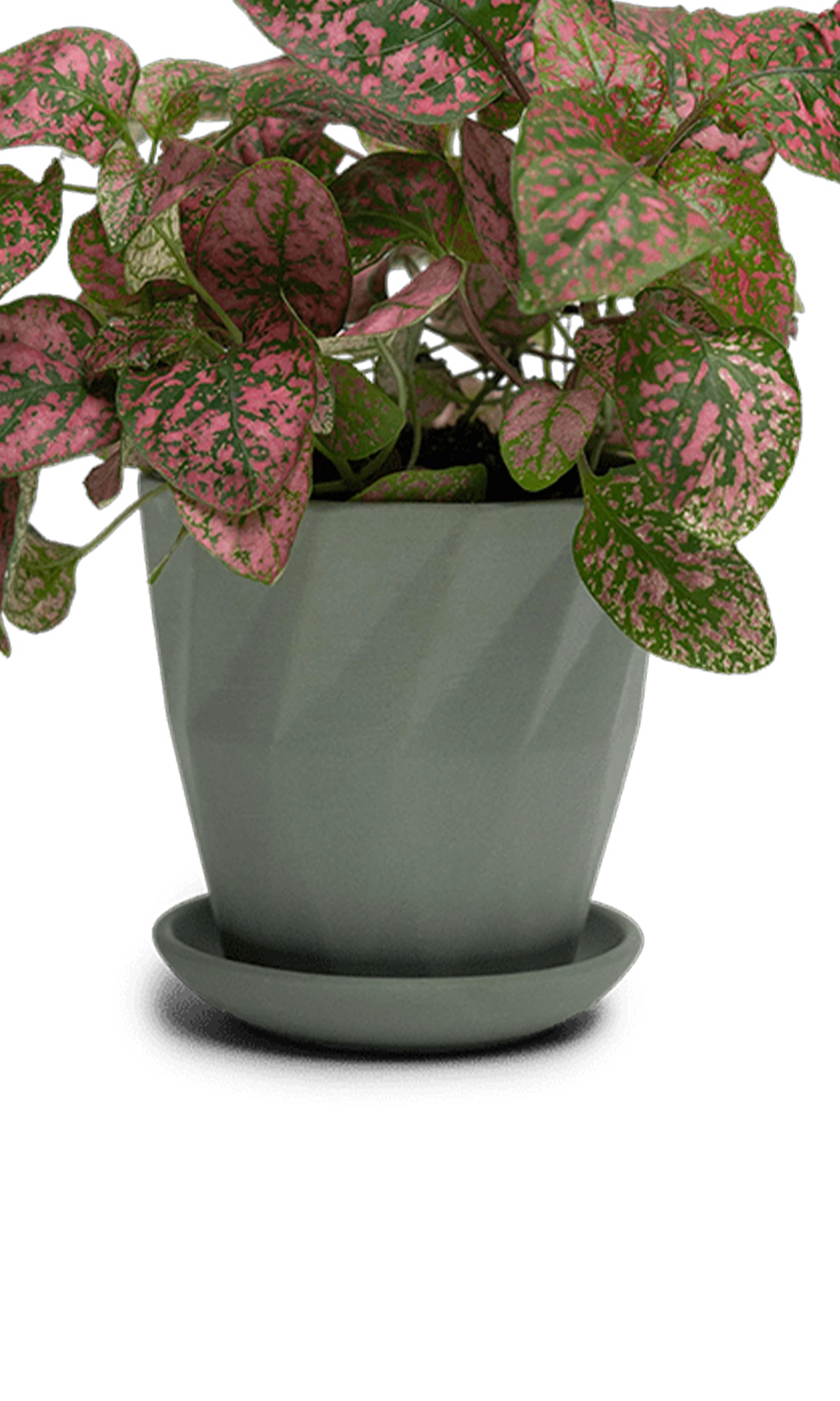 Chive Virago G medium olive porcelain pot with drainage and saucer styled with a plant.