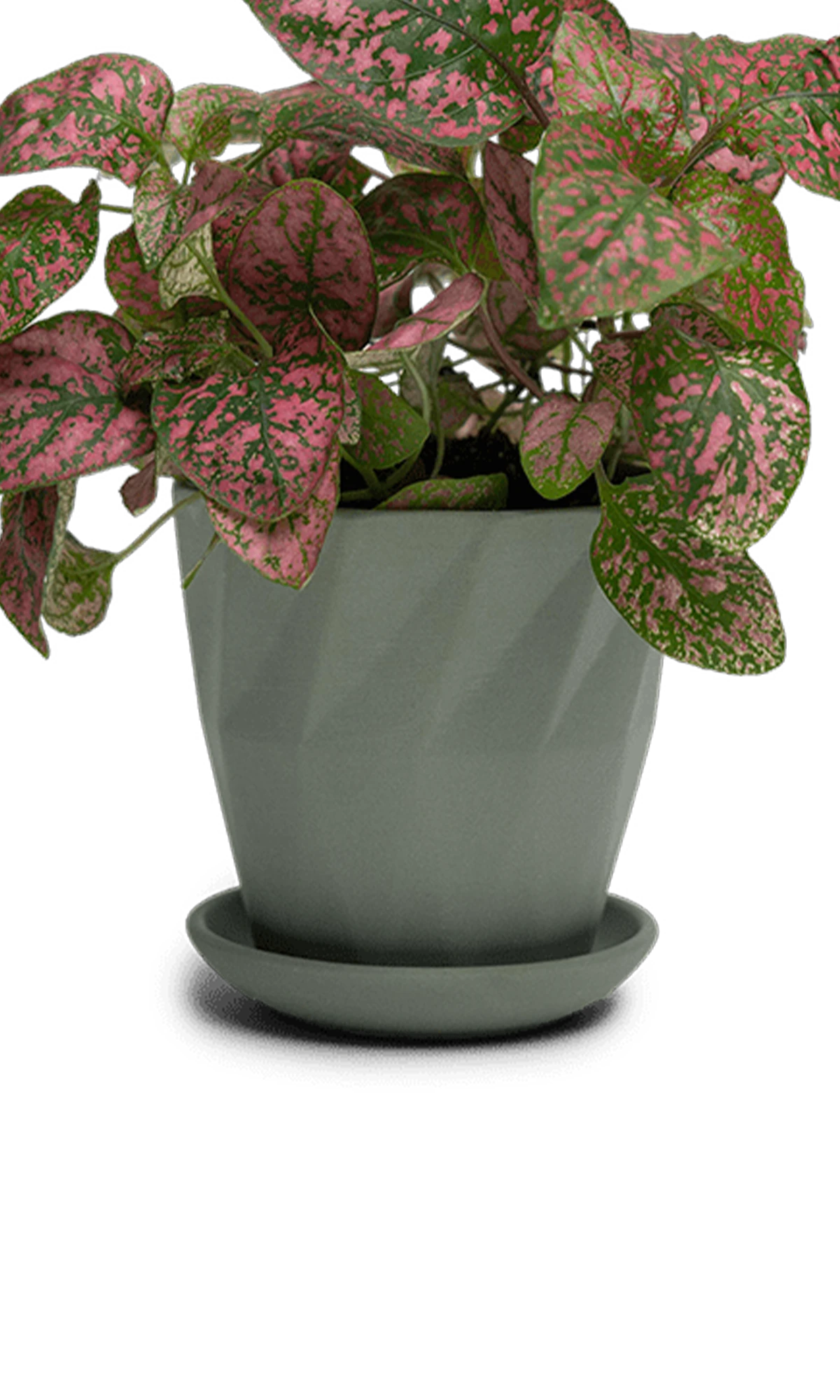 Chive Virago G small olive porcelain pot with drainage and saucer styled with a plant.