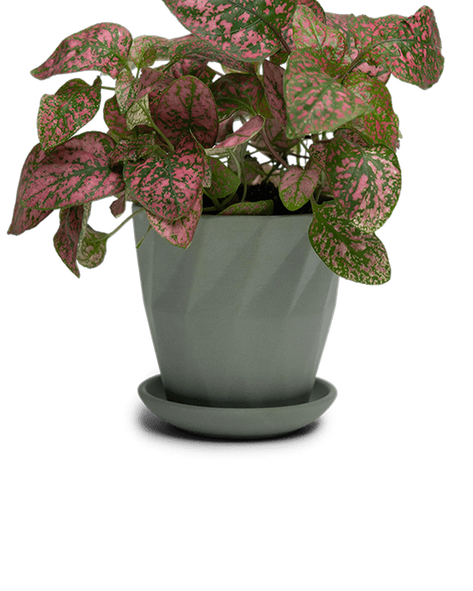 Chive Virago G small olive porcelain pot with drainage and saucer styled with a plant.