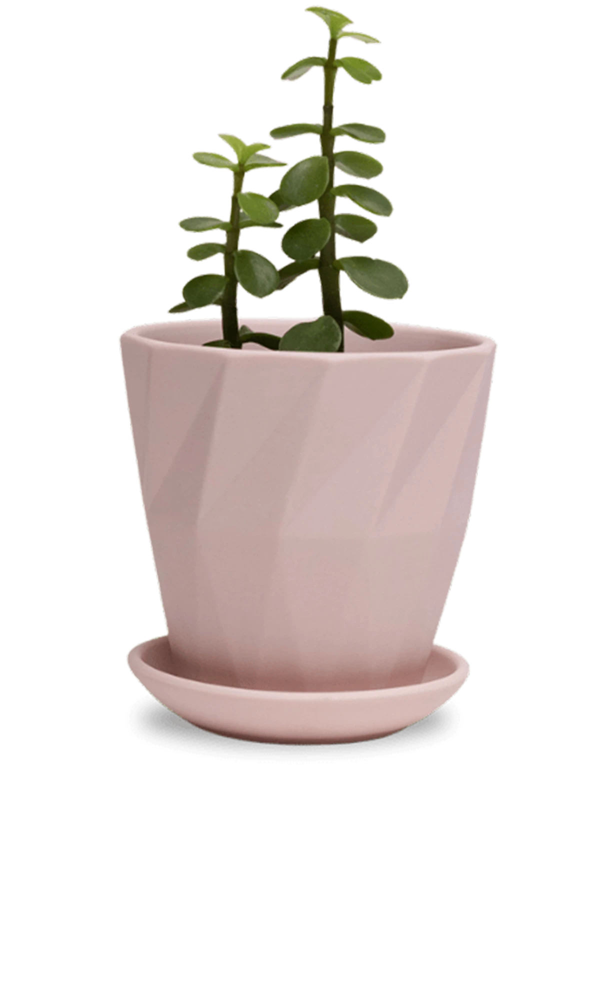 Chive Virago G medium soft pink porcelain pot with drainage and saucer styled with a plant.