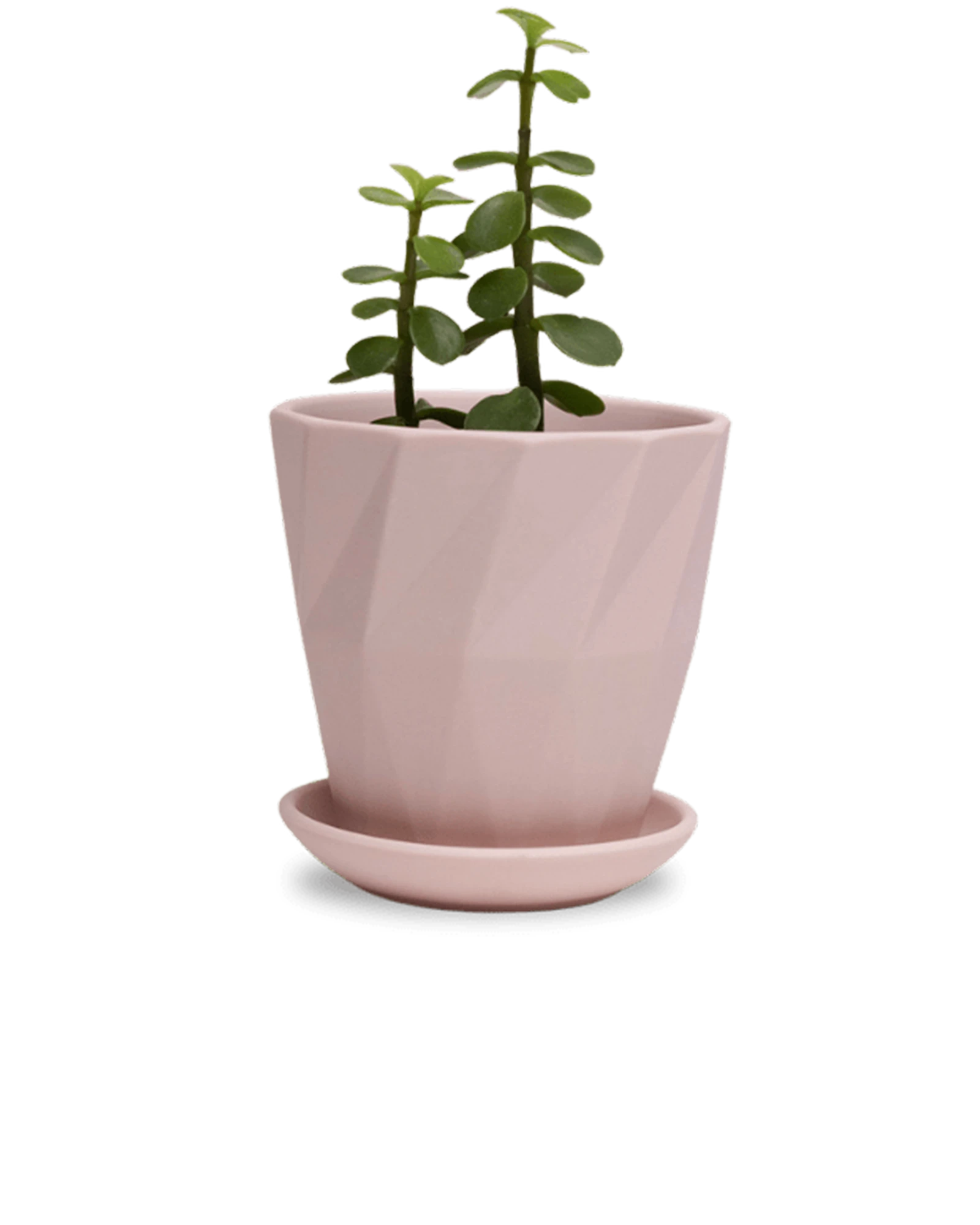 Chive Virago G medium soft pink porcelain pot with drainage and saucer styled with a plant.