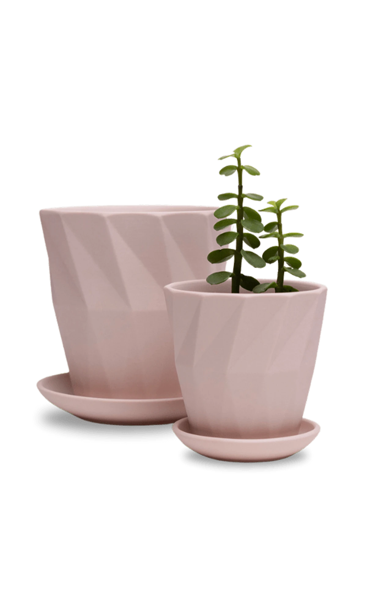 Two Chive Virago F soft pink porcelain pots with drainage and saucers styled with a plant in small and medium.
