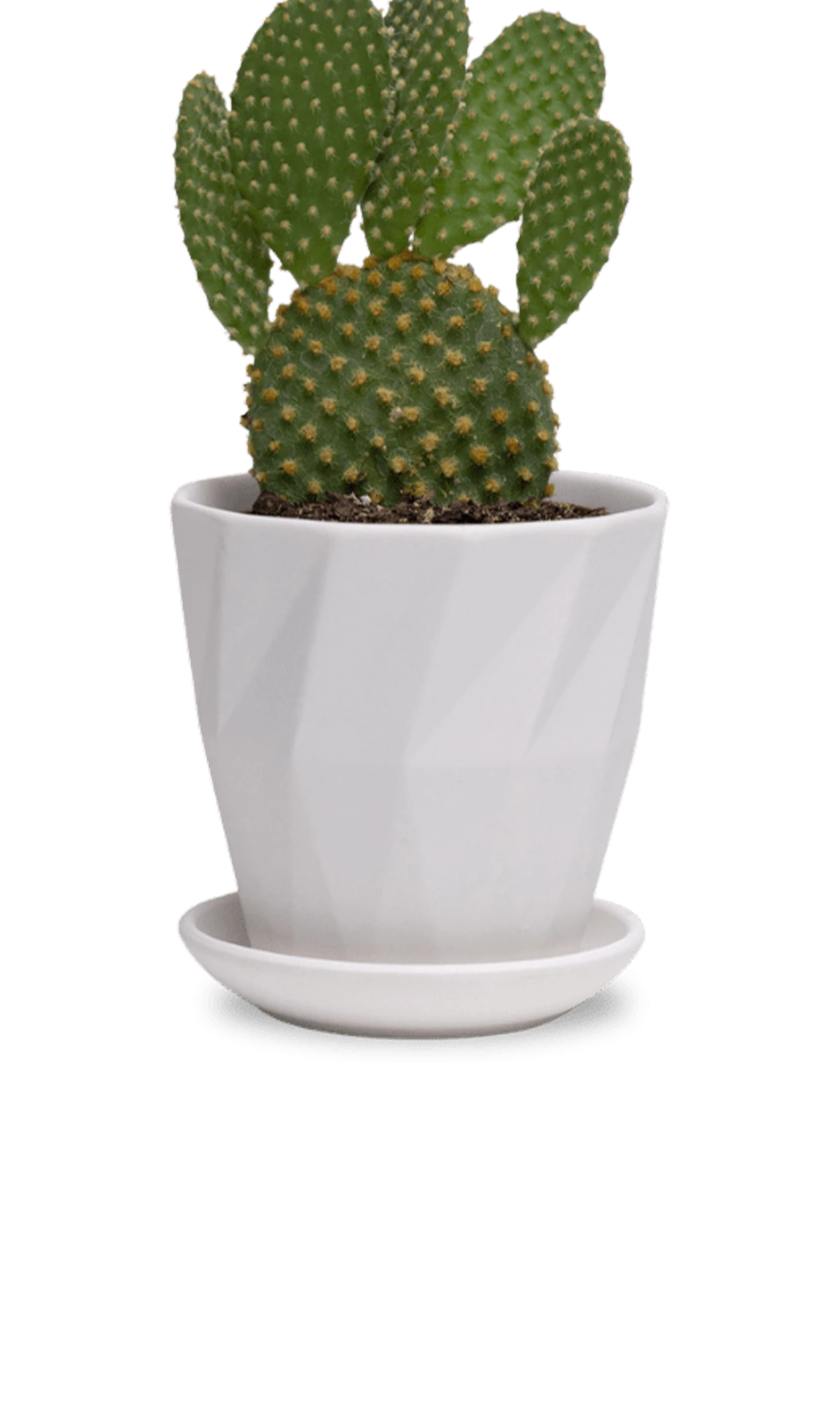 Chive Virago G small white porcelain pot with drainage and saucer styled with a cactus plant.