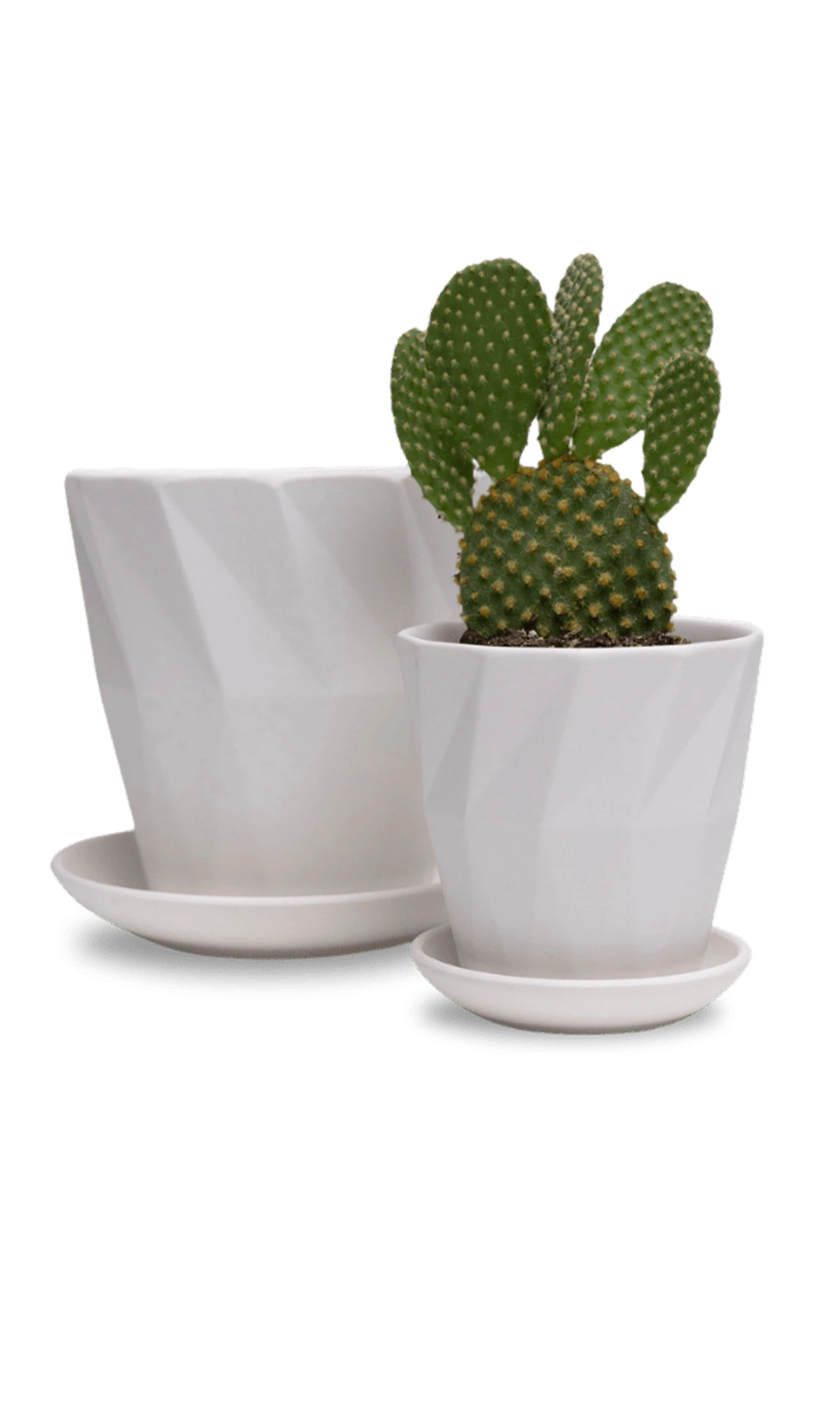Two Chive Virago G white porcelain pots with drainage and saucers styled with a cactus plant in size small and medium.