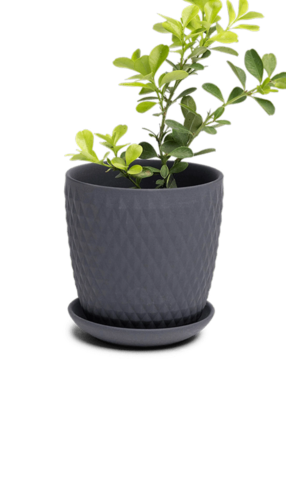 Chive Virago H small black porcelain pot with drainage and saucer styled with a plant.